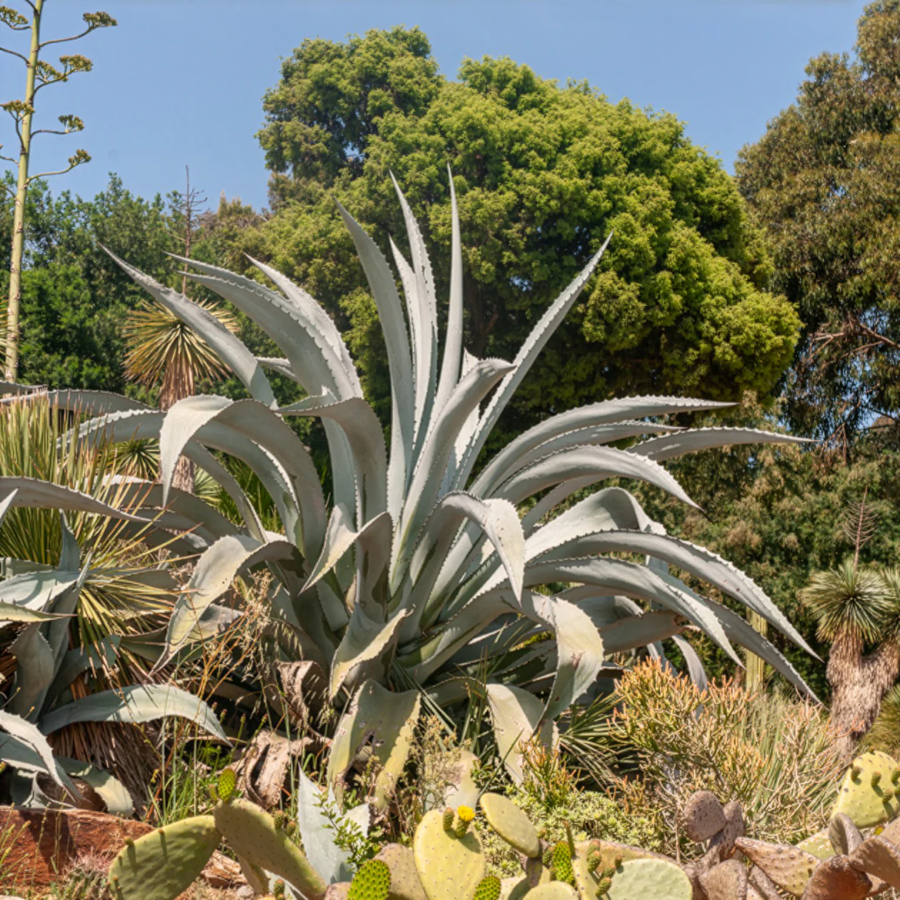 Agave Americana / Eeuwplant - Image 3