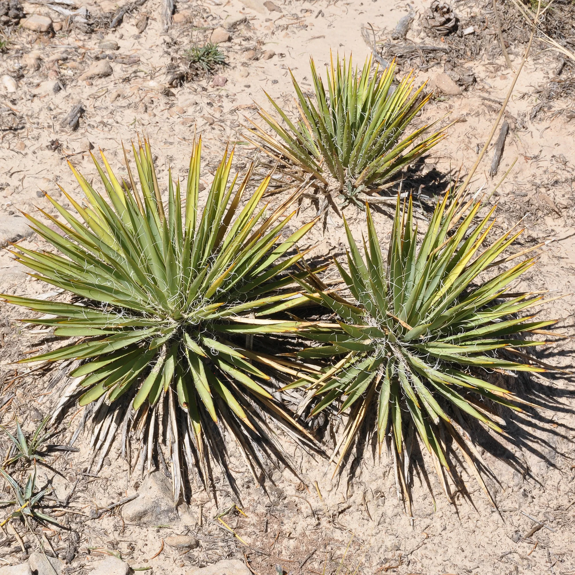 Agave Geminiflora - Image 2