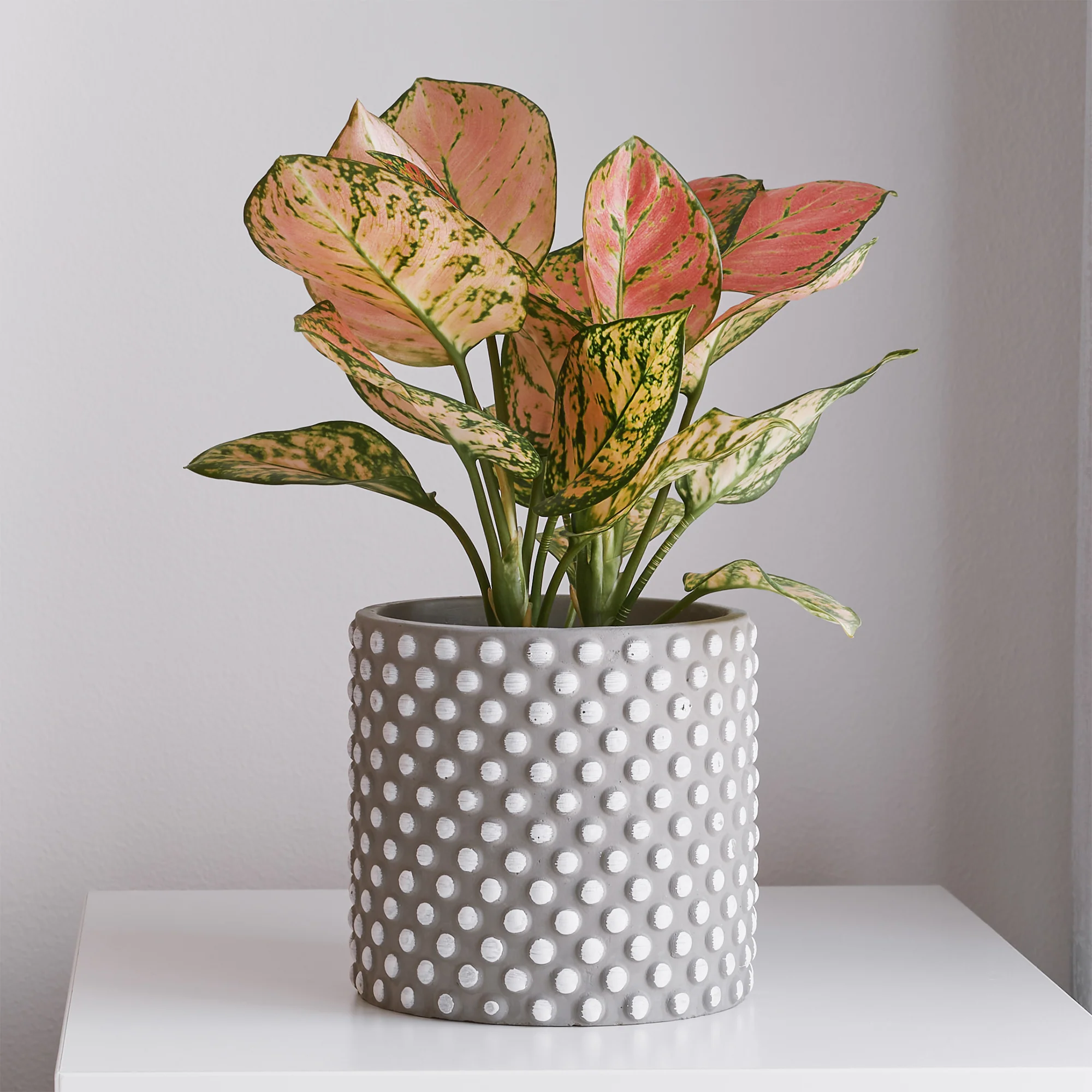 Aglaonema Pink Star - Image 2
