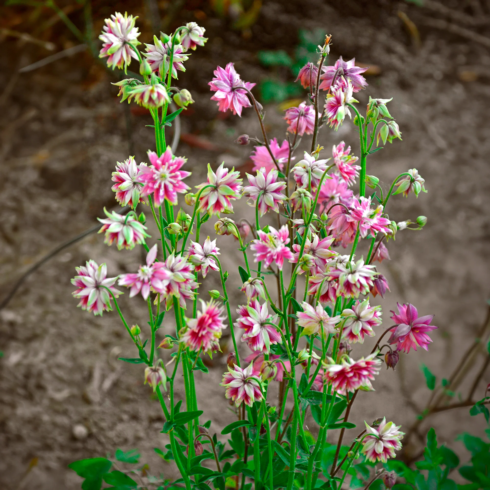 Akelei 'Nora Barlow'