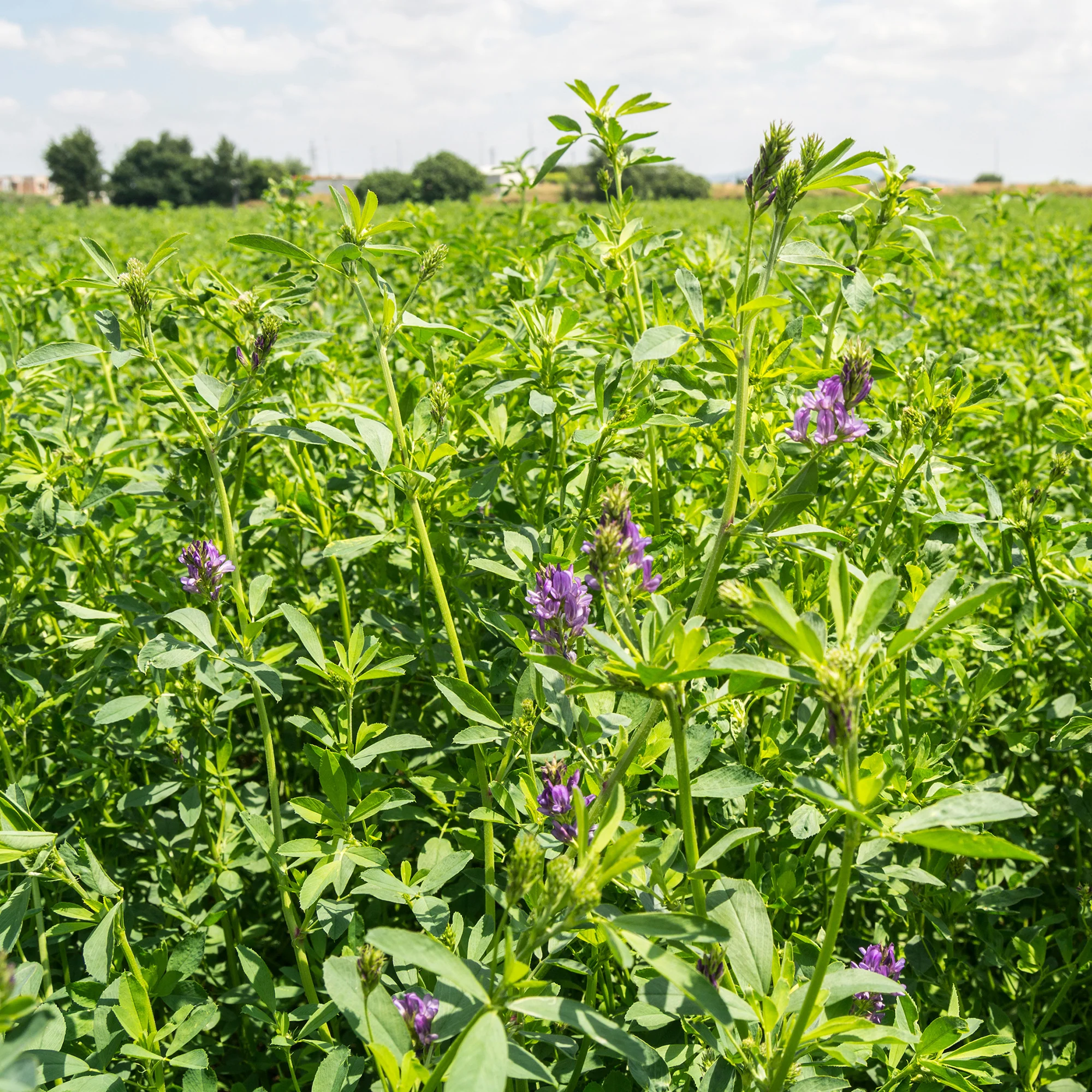 Alfalfa Medicago sativa - Image 3