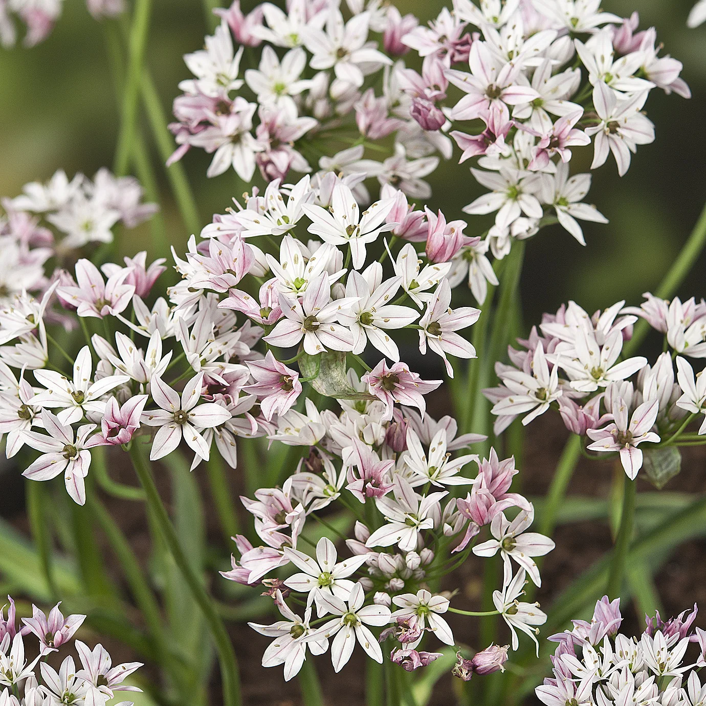 Allium Caméléon (x25) - Image 2