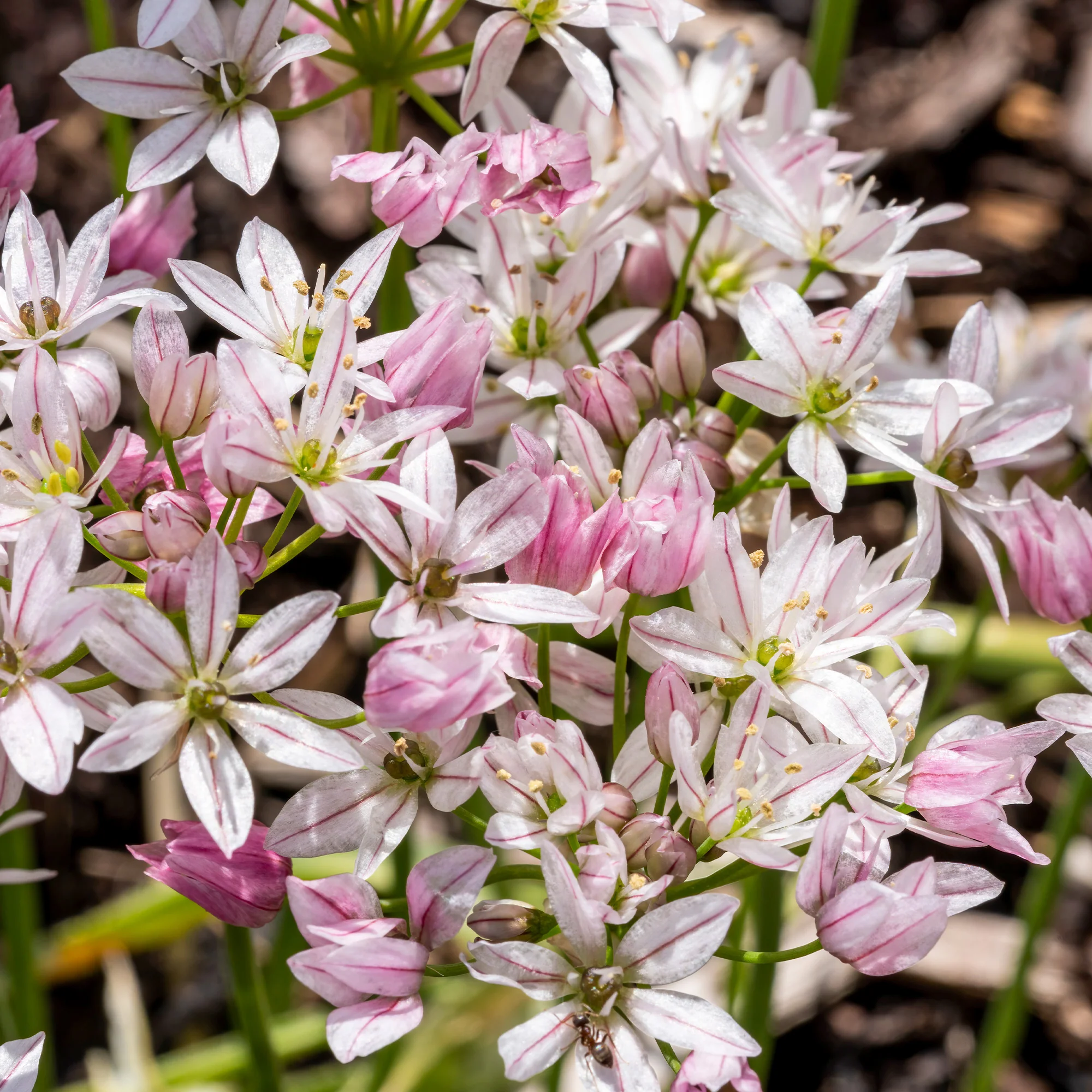 Allium Caméléon (x25) - Image 5