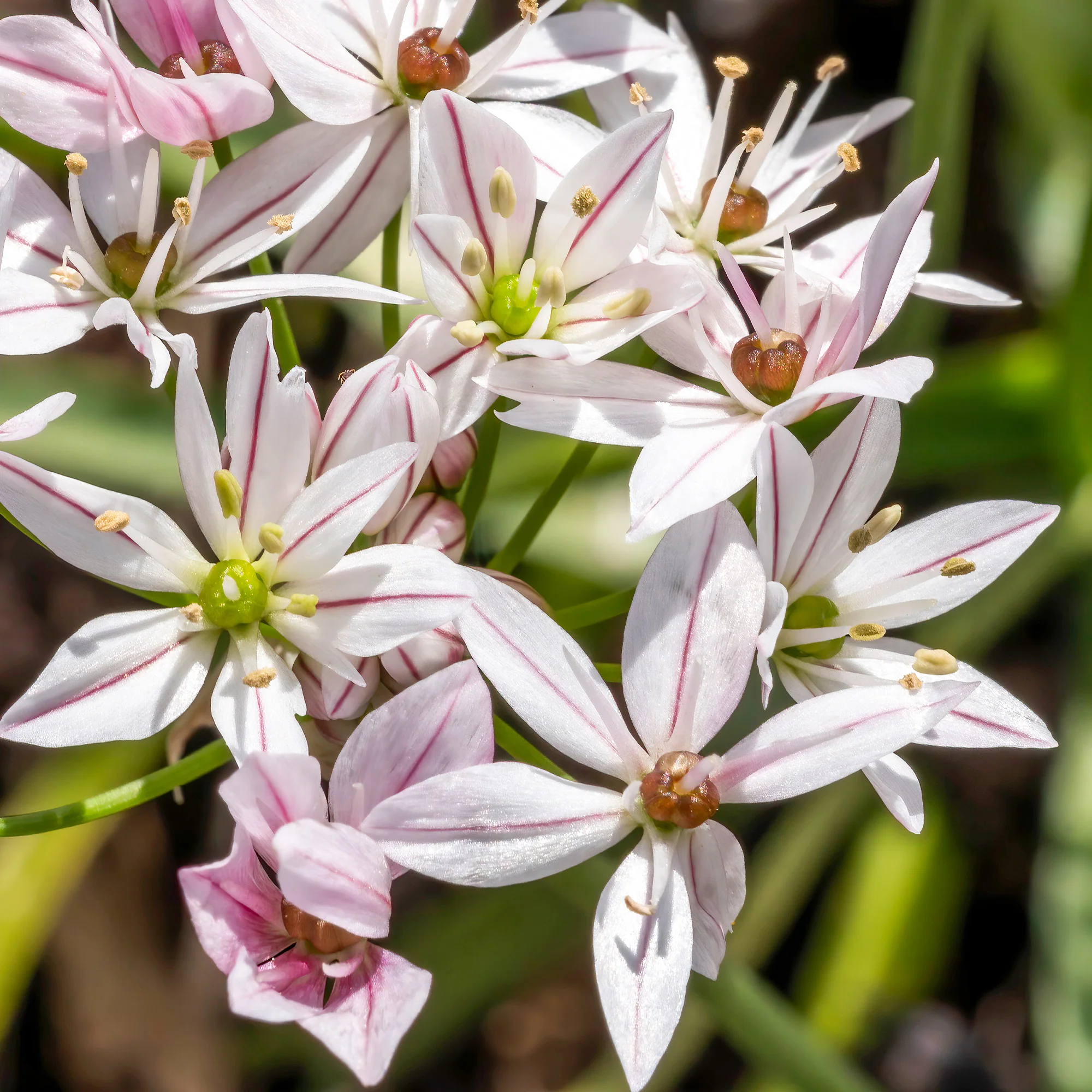 Allium Caméléon (x25) - Image 6