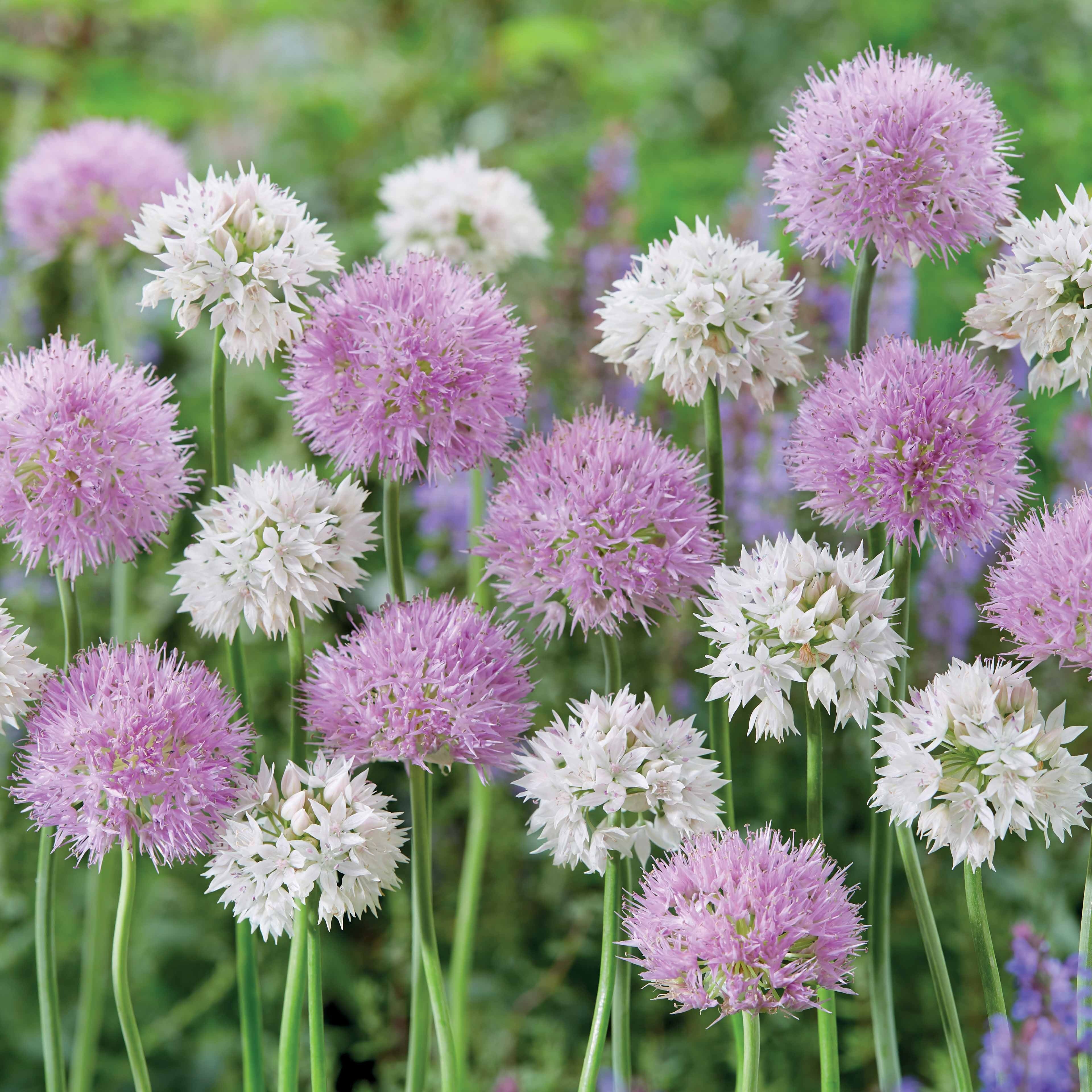 Allium Gracefull Beauty (x10)