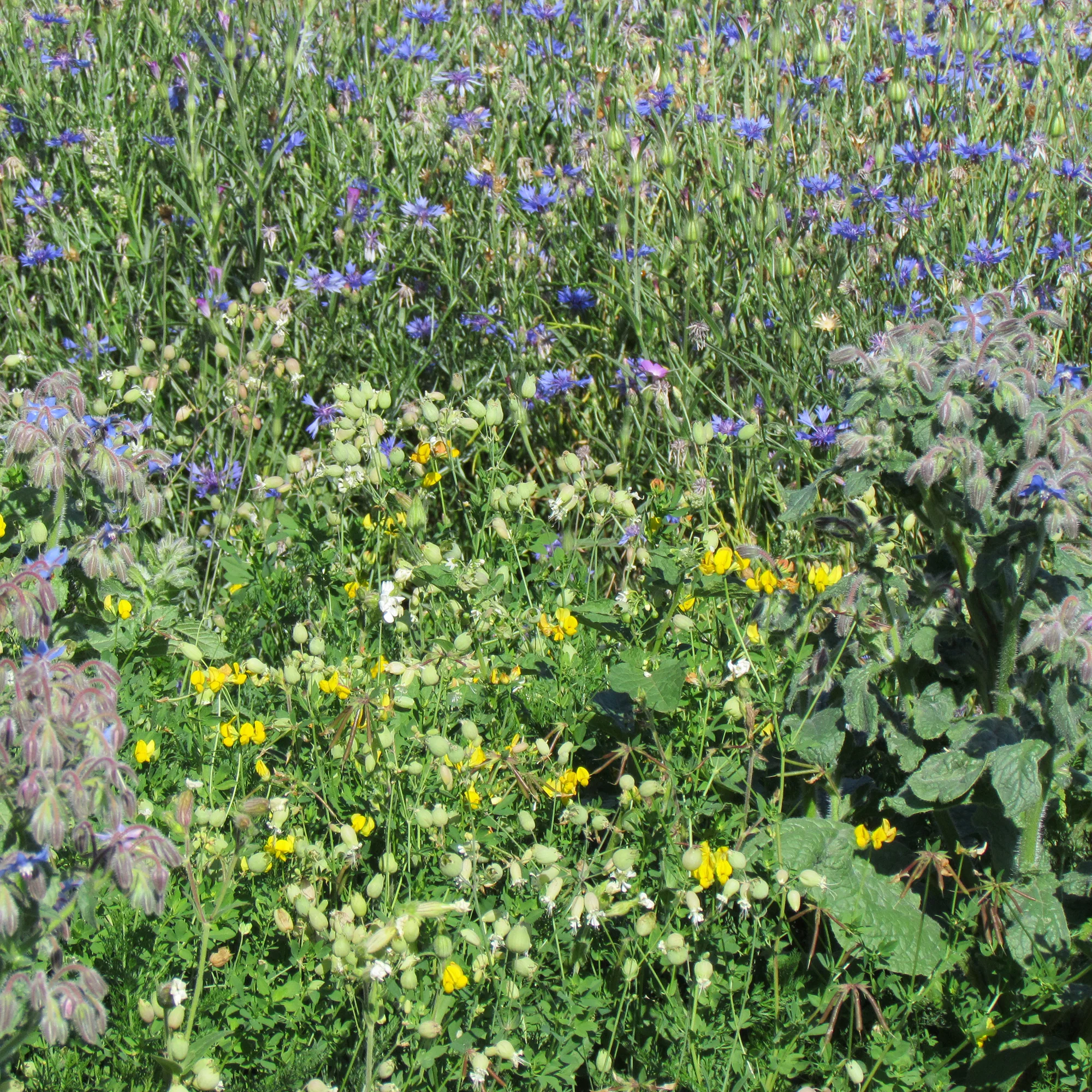 Allround bloemenmix