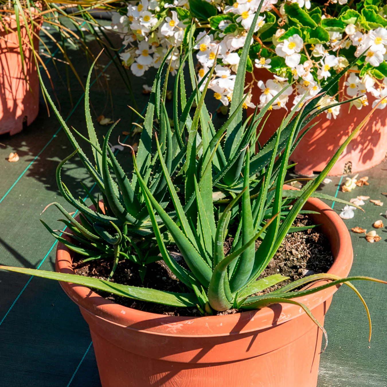 Aloe 'Safari Sunrise'® - Image 4