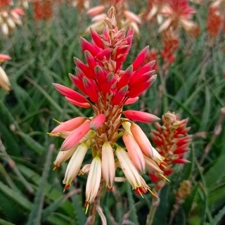 Aloe 'Safari Sunrise'® - Image 6
