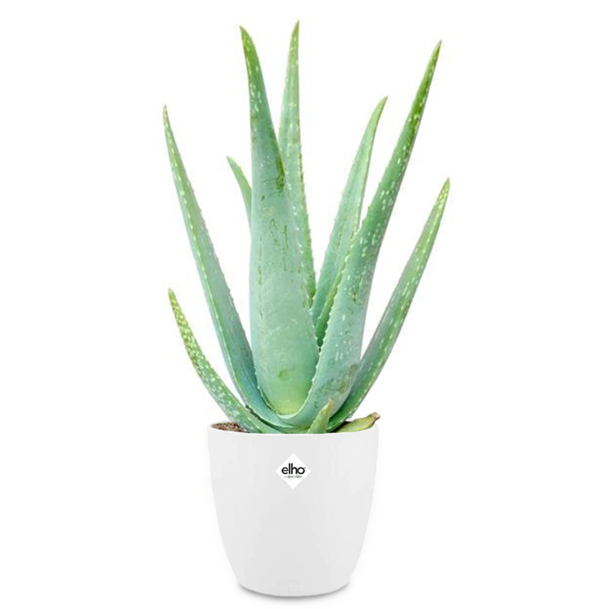 Miniatuur 2