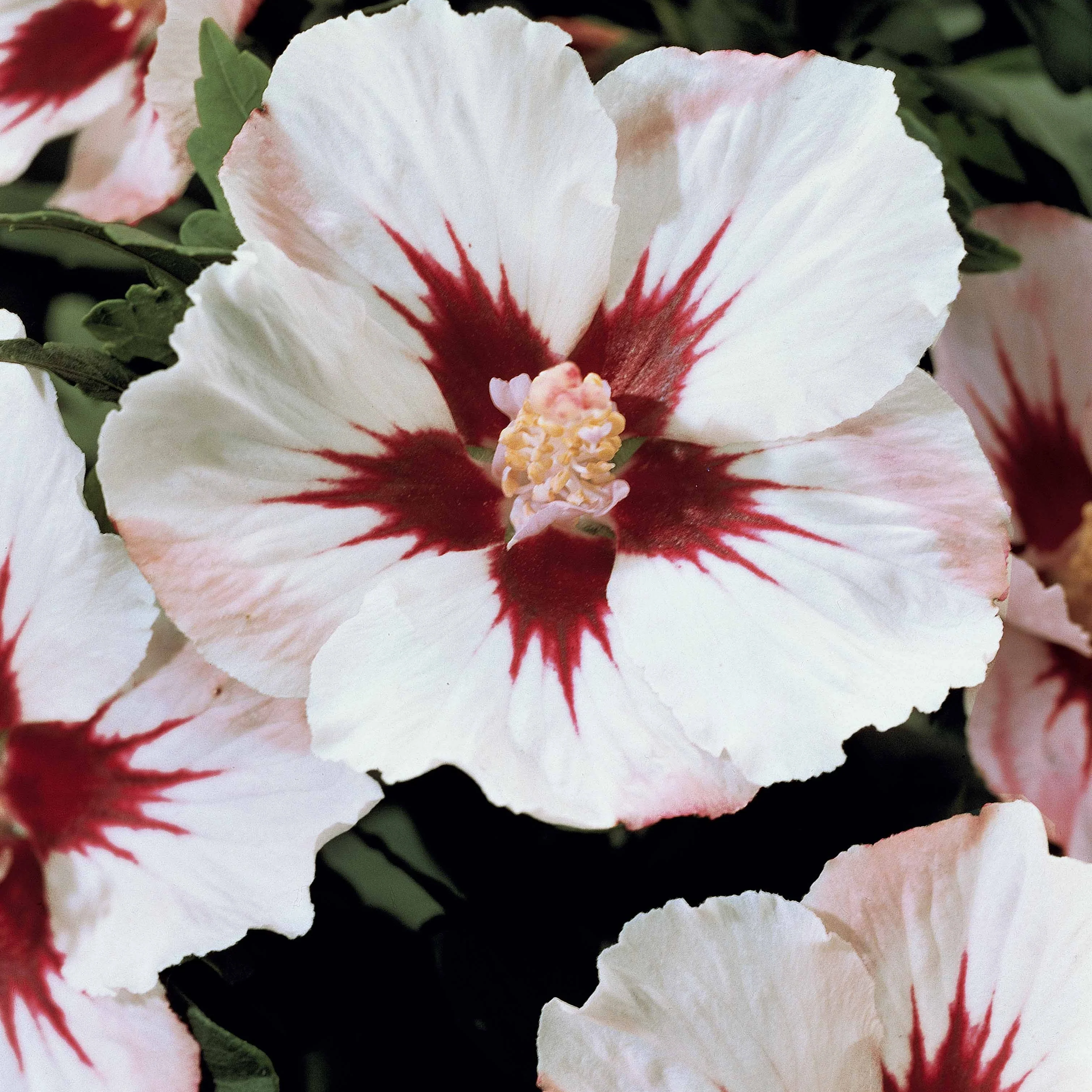 Altheastruik op stam - wit/rood