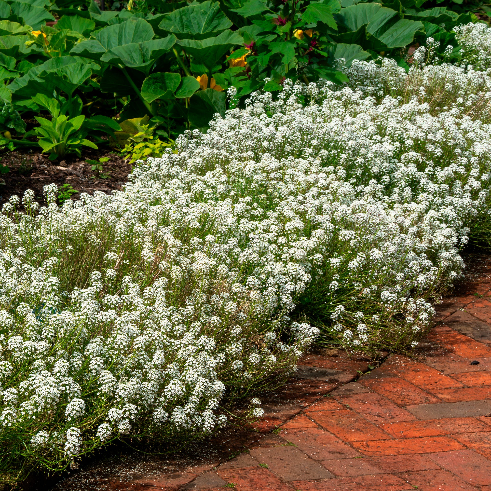 Alyssum hangend
