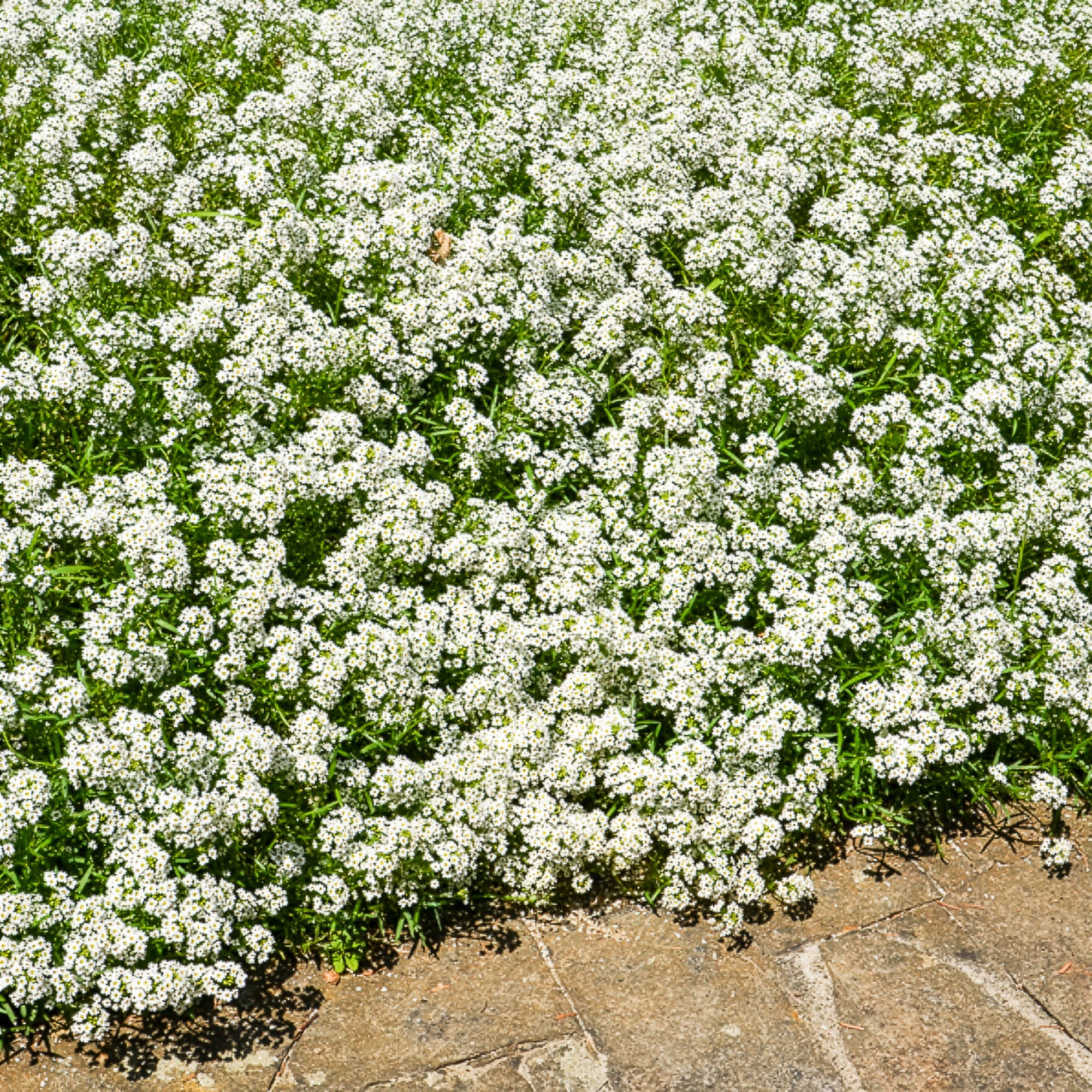 Alyssum hangend - Image 2