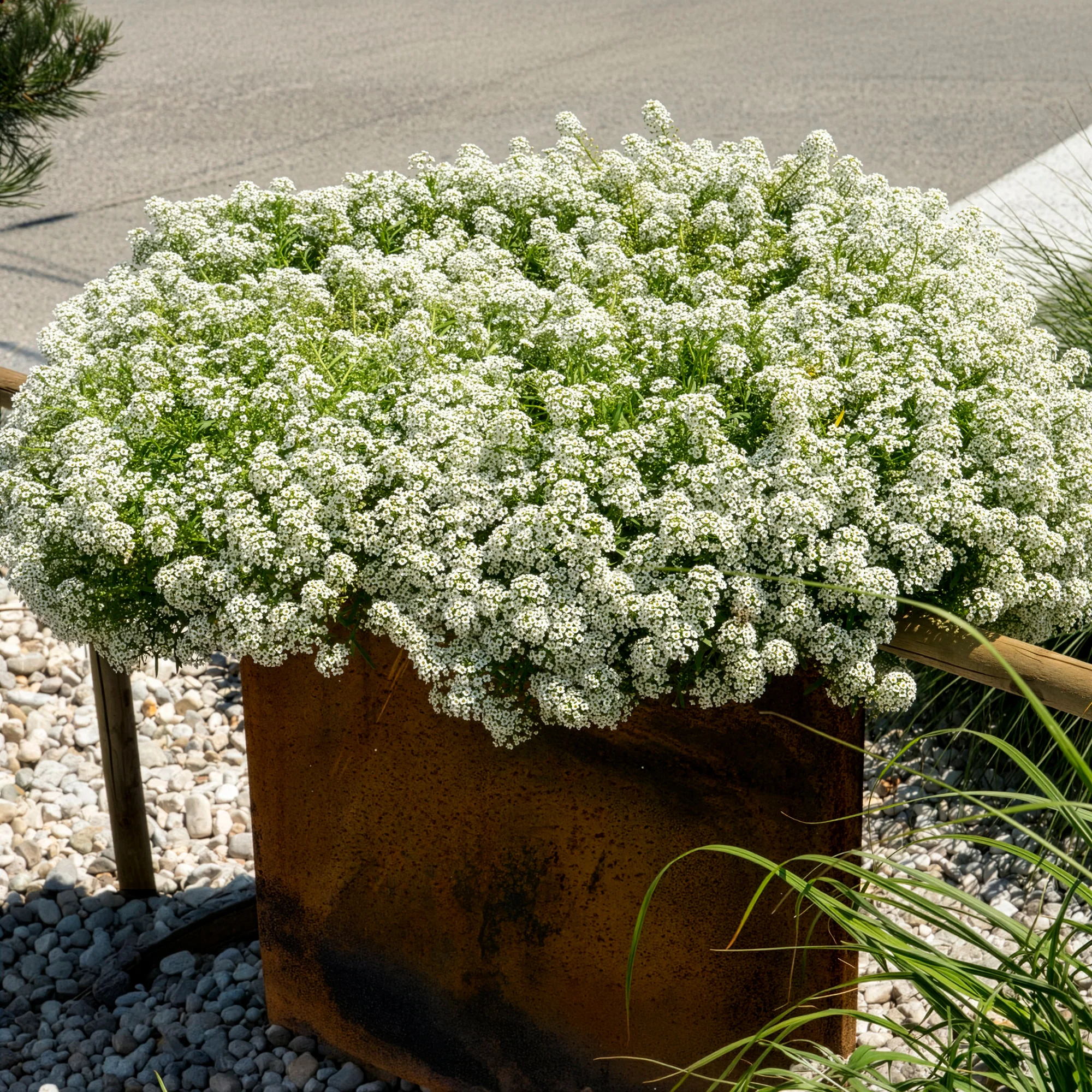 Alyssum hangend - Image 3