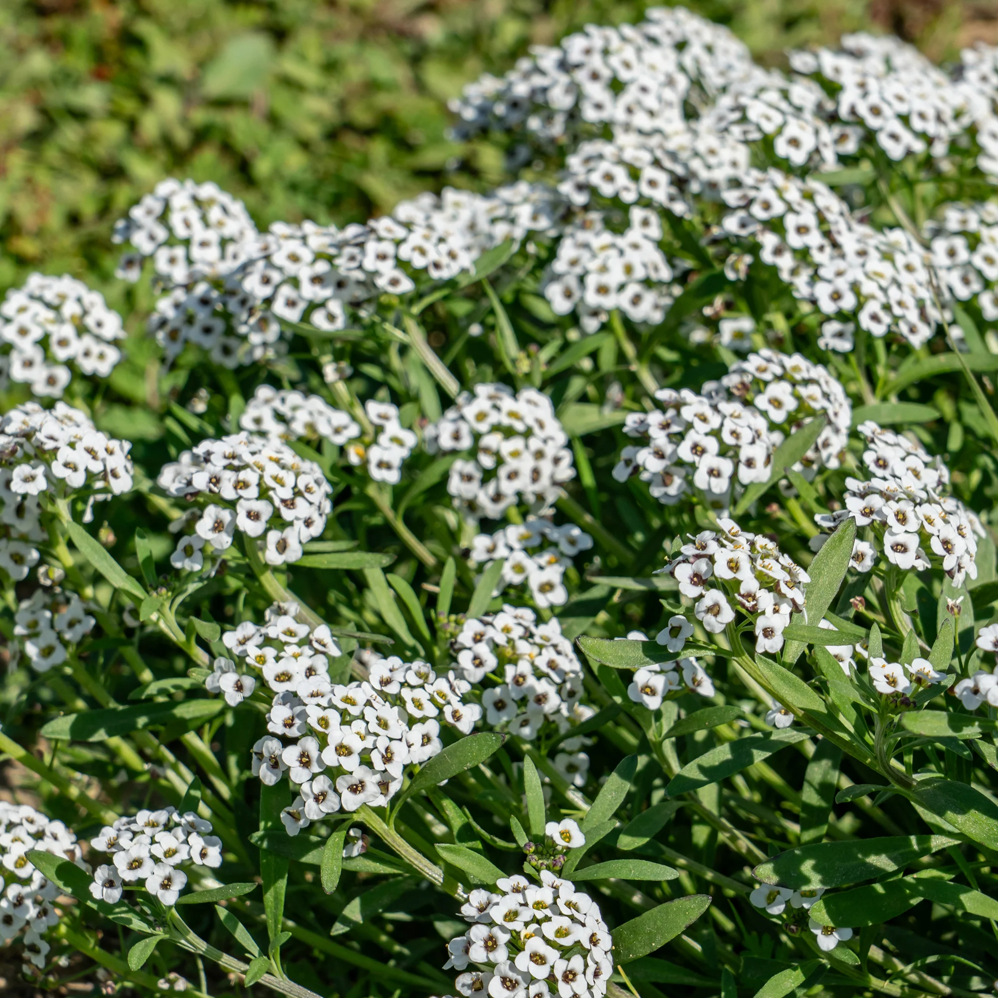 Alyssum hangend - Image 4