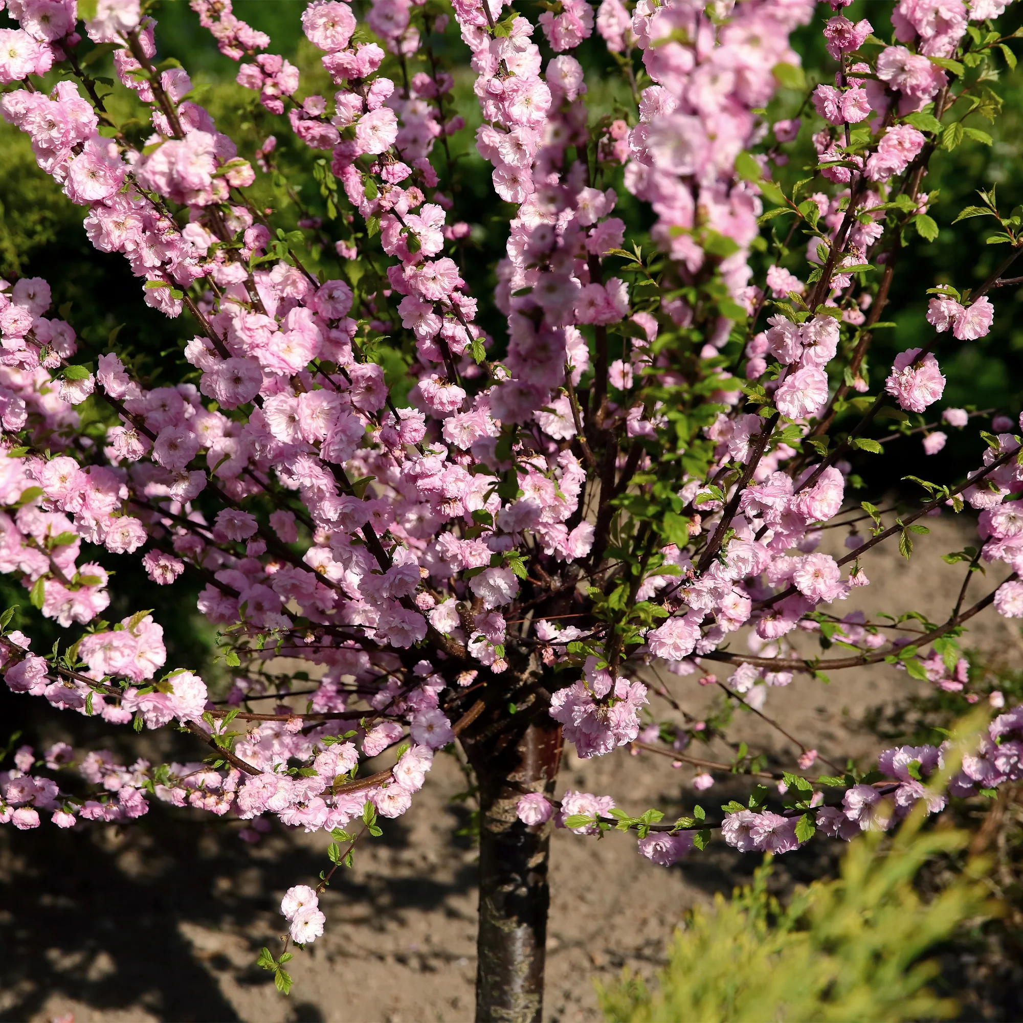 Amandelboompje - Image 3