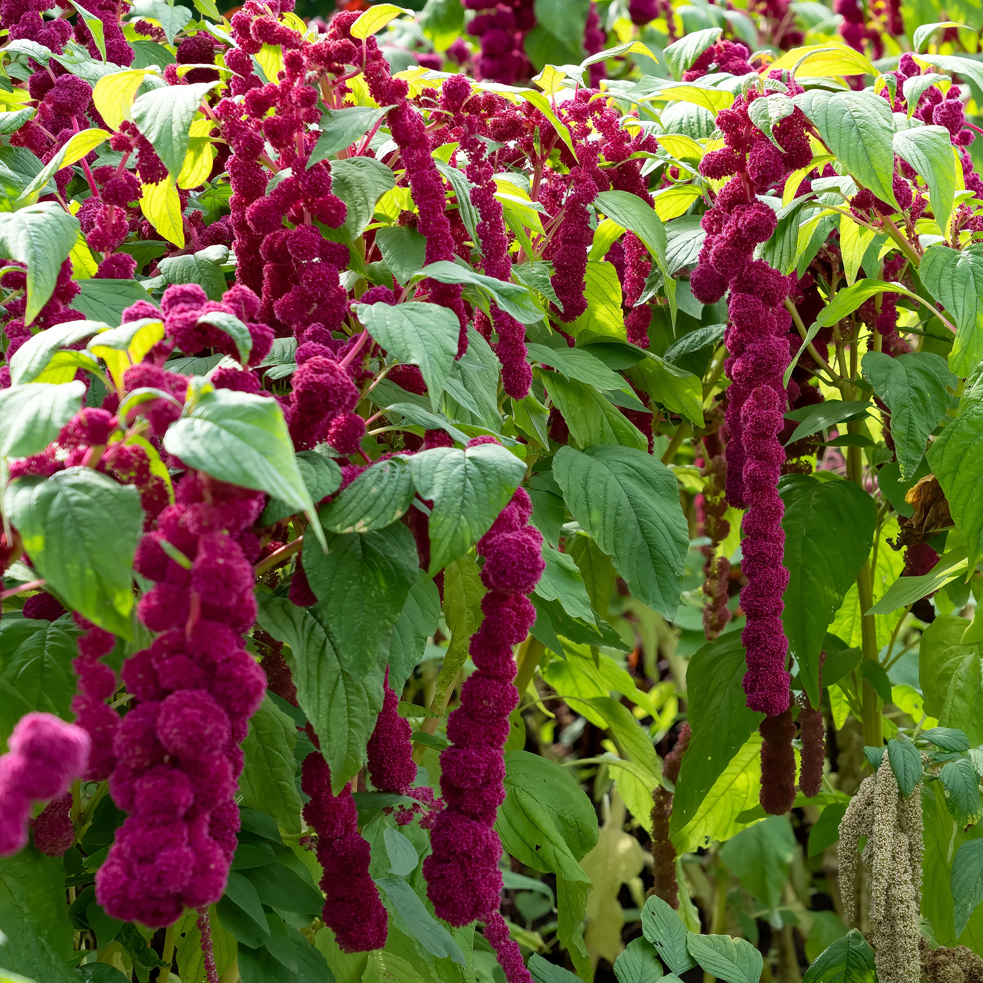 Amarante gibbosus - Dreadlocks - Image 2