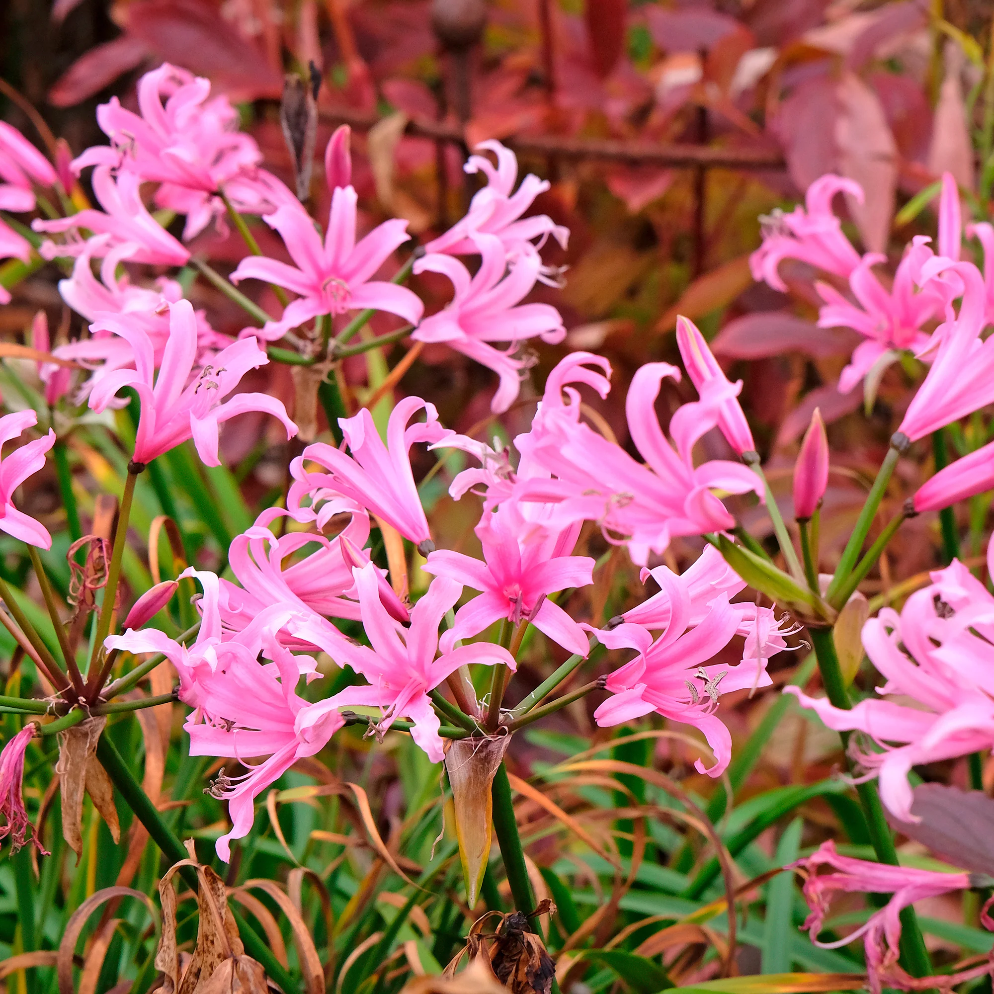 Amarine 'Belladiva Aphrodite' (x4) - Image 5