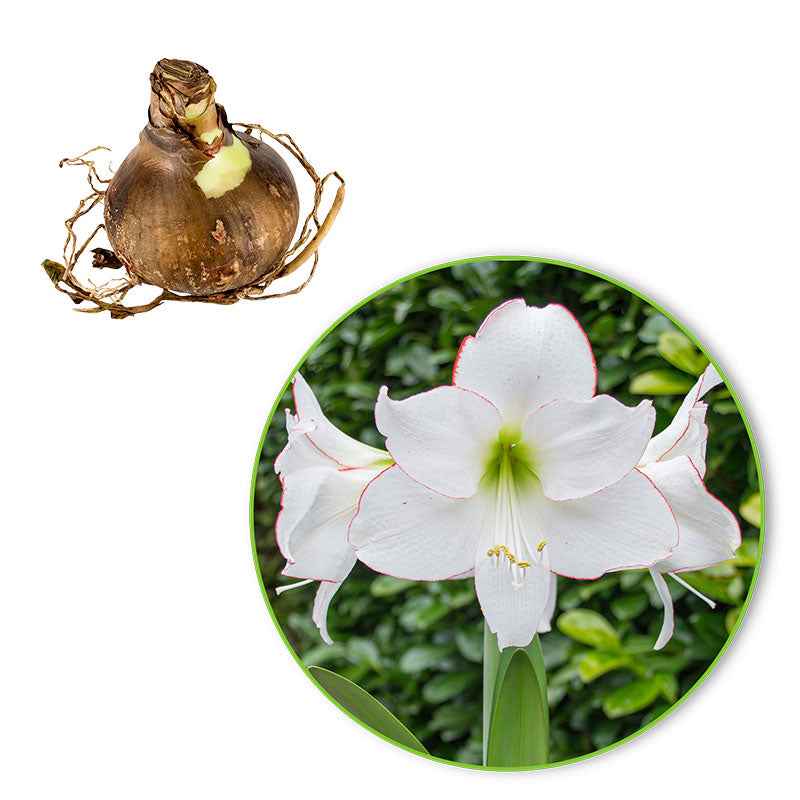 Amaryllis 'Picotee' - Image 3