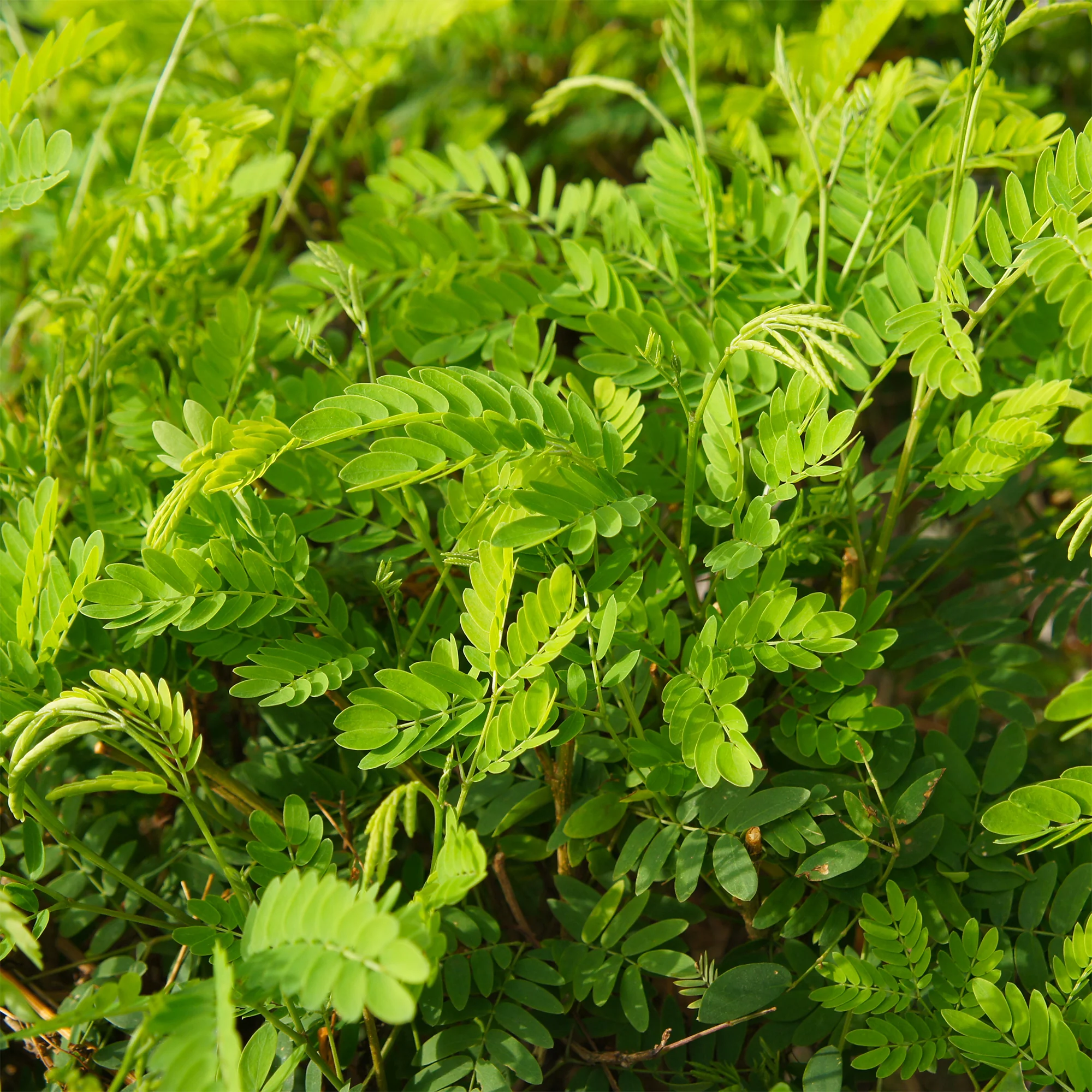 Amerikaanse gleditsia 'Elegantissima' / Valse christusdoorn