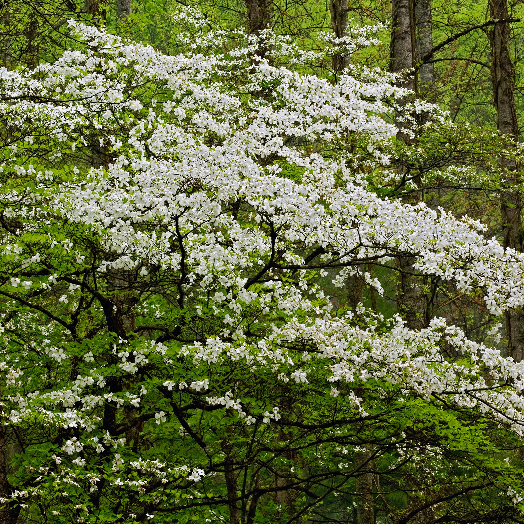 Amerikaanse kornoelje - Image 4