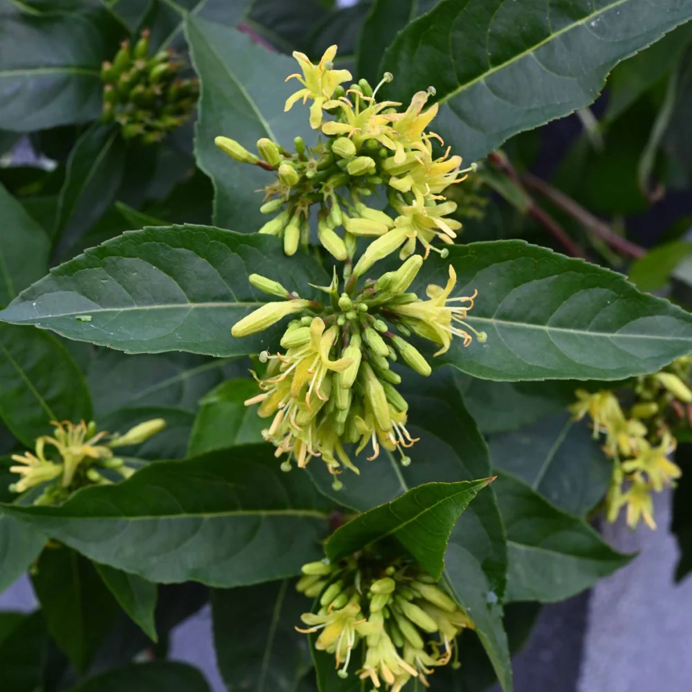 Amerikaanse weigelia (x2)