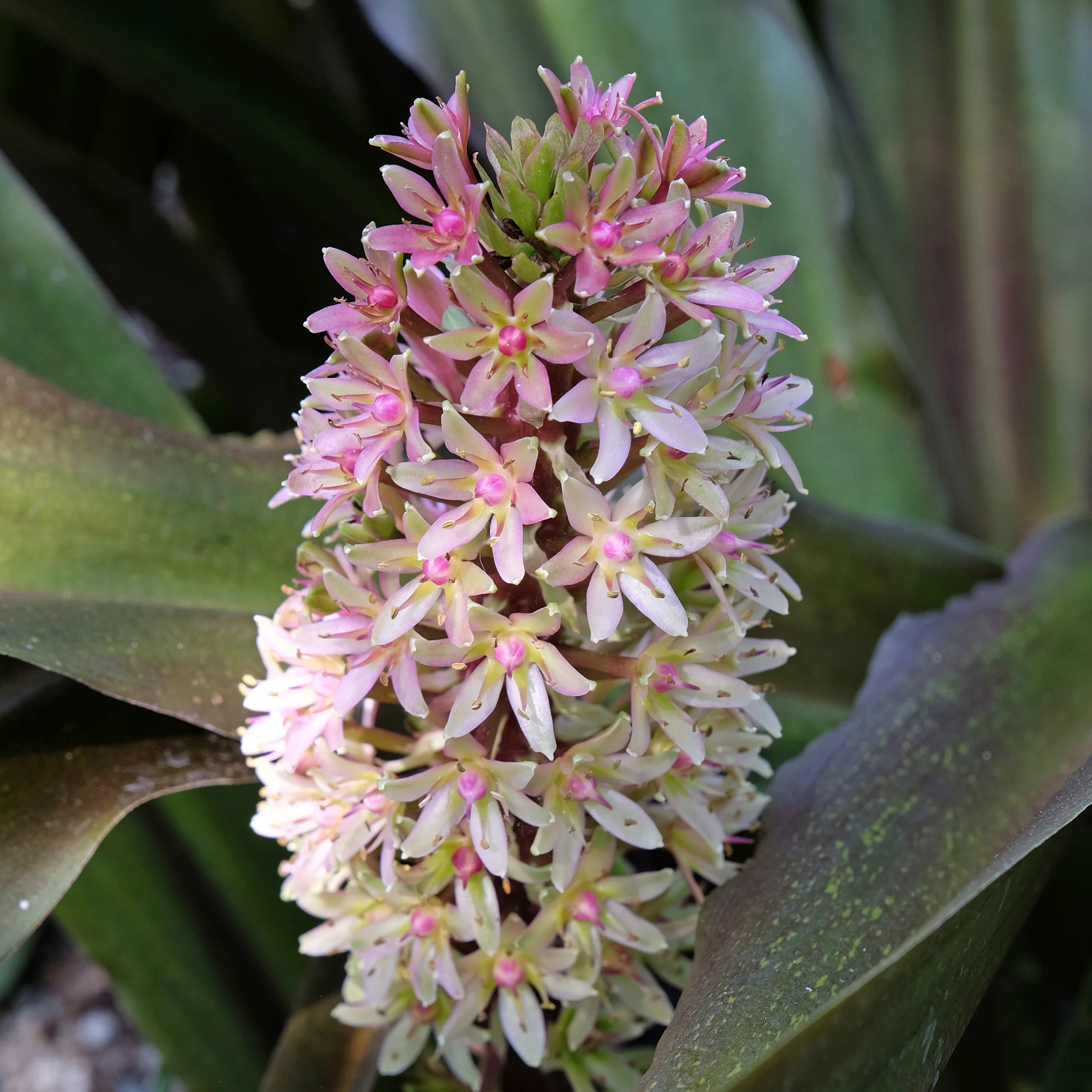 Miniatuur 2