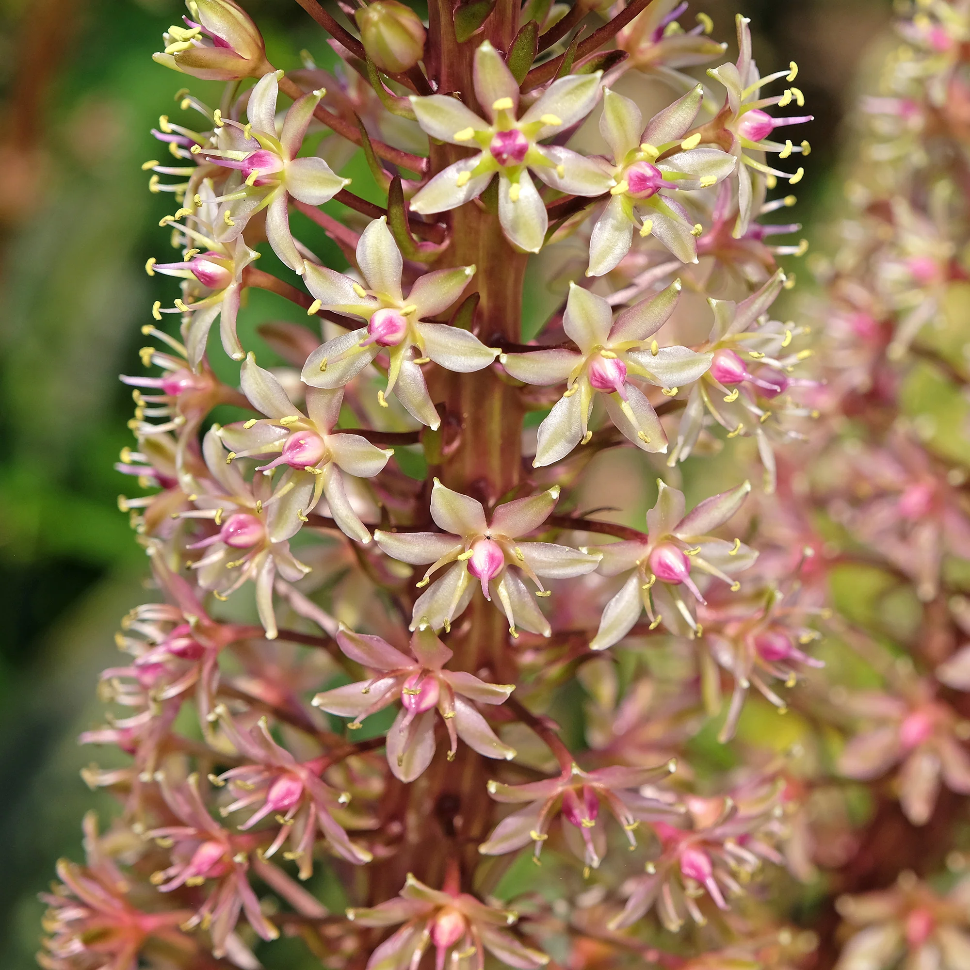Ananasplant Sparkling Burgundy® - Image 3