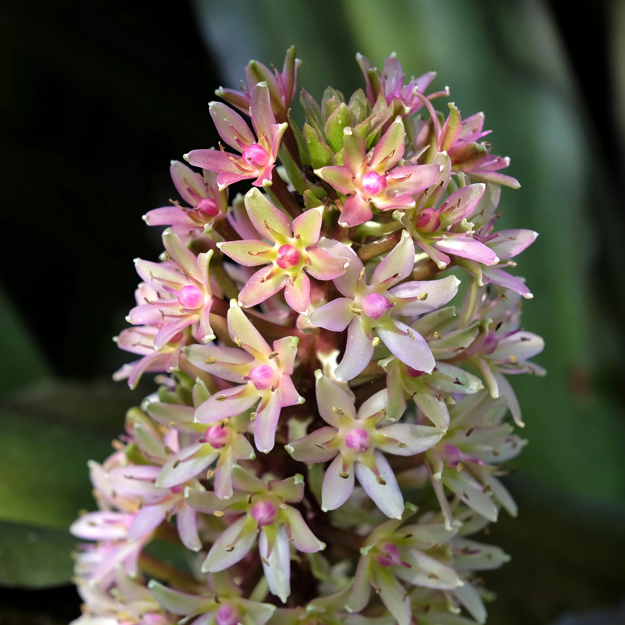 Ananasplant Sparkling Burgundy® - Image 4