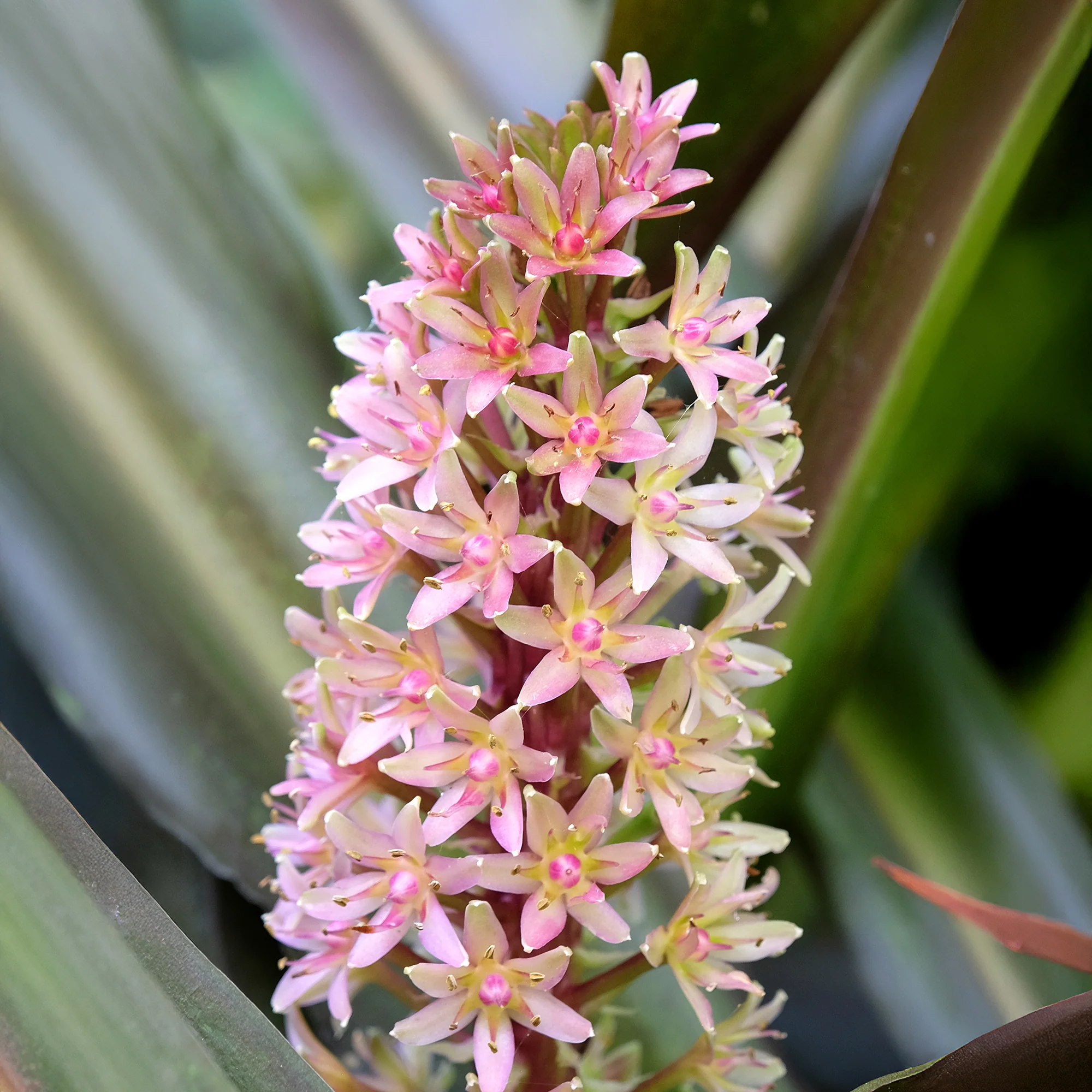 Ananasplant Sparkling Burgundy® - Image 5