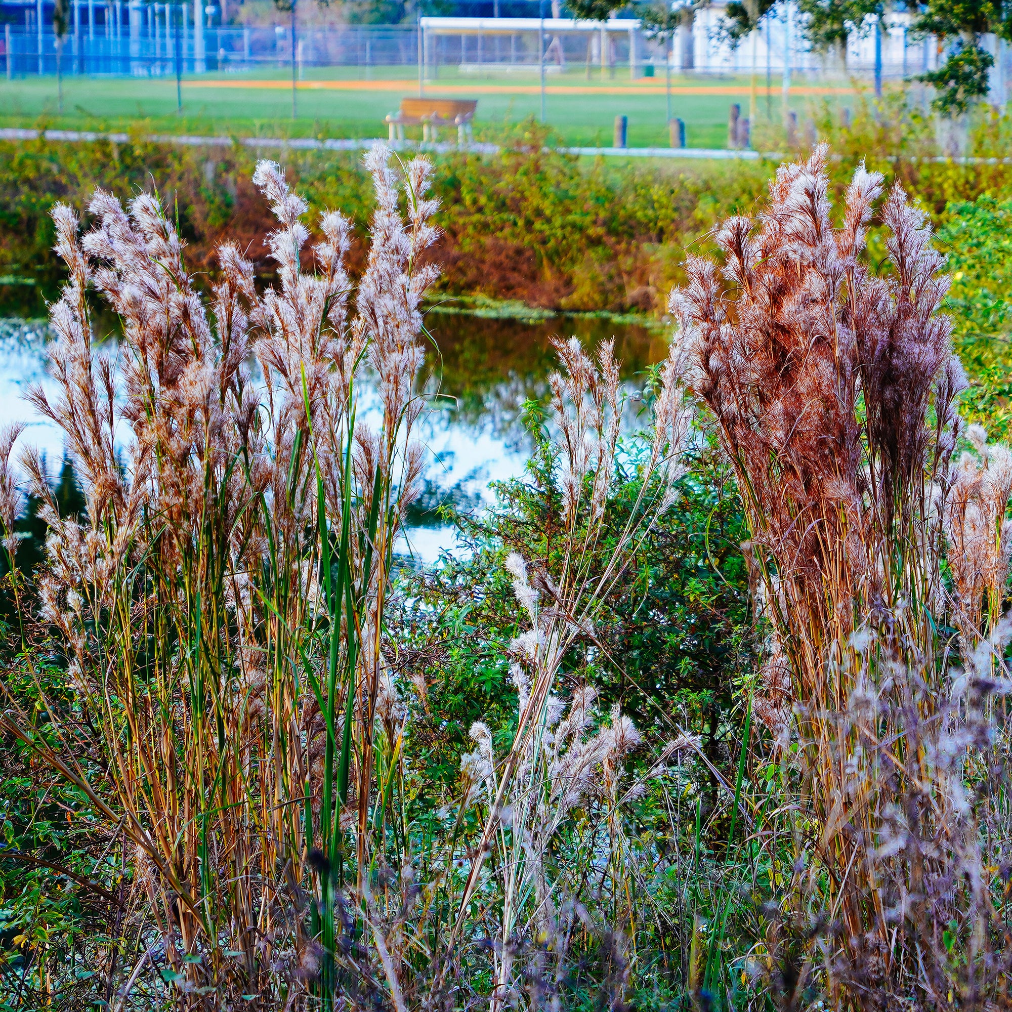 Andropogon ternarius