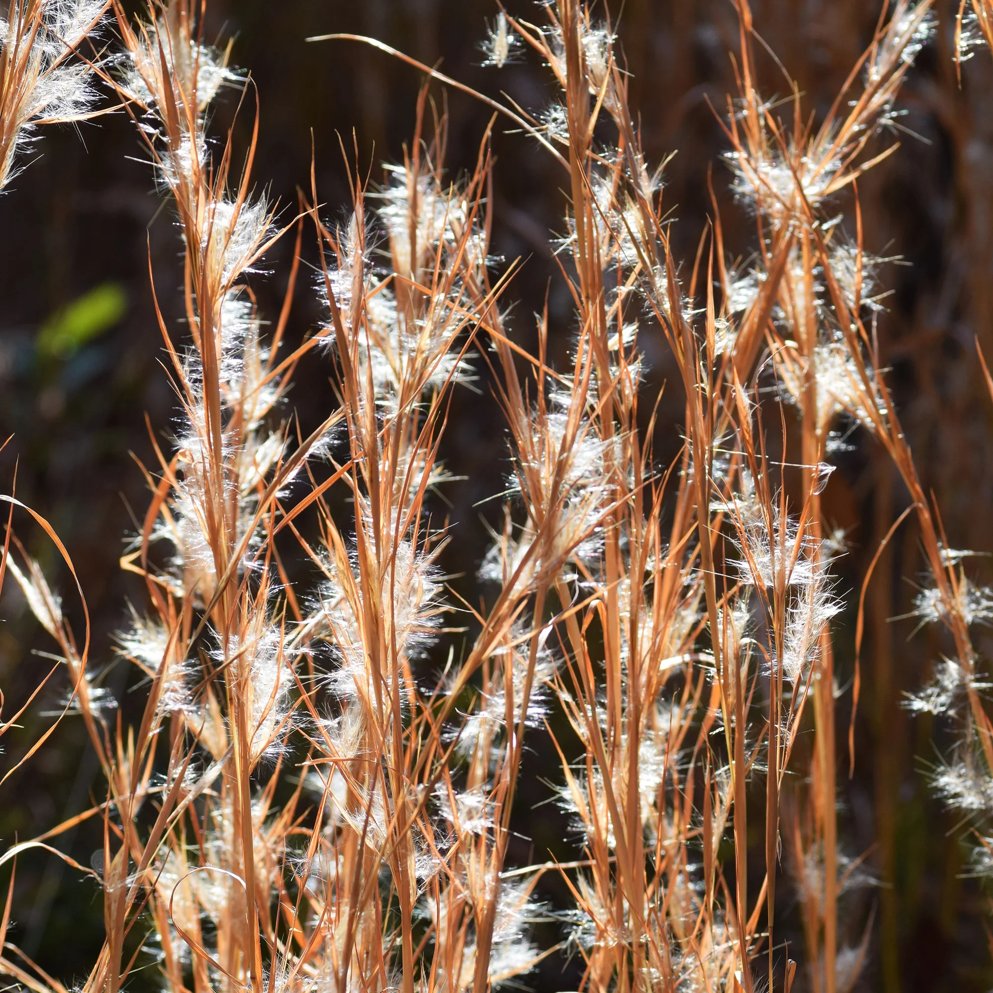Andropogon ternarius - Image 2