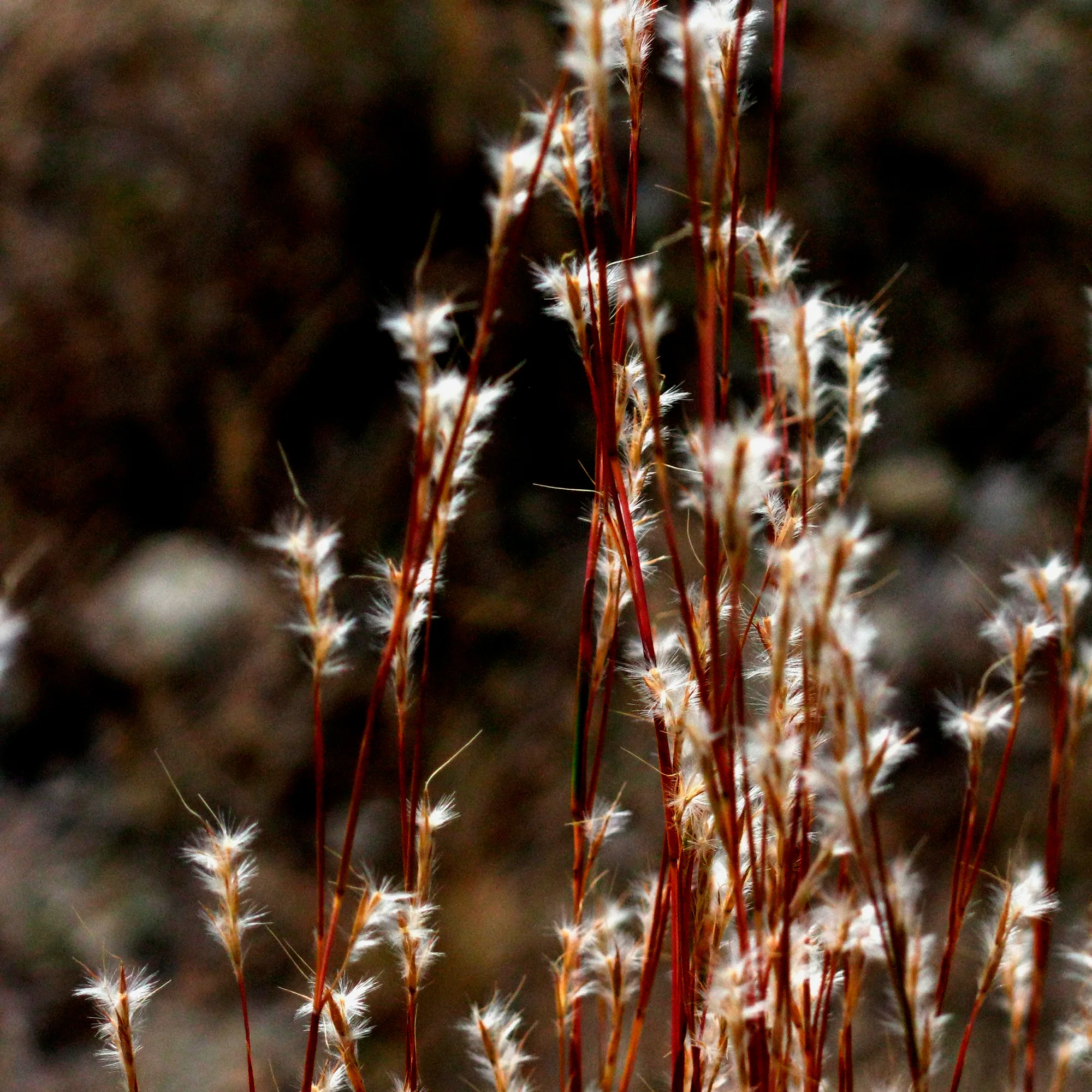 Andropogon ternarius - Image 3