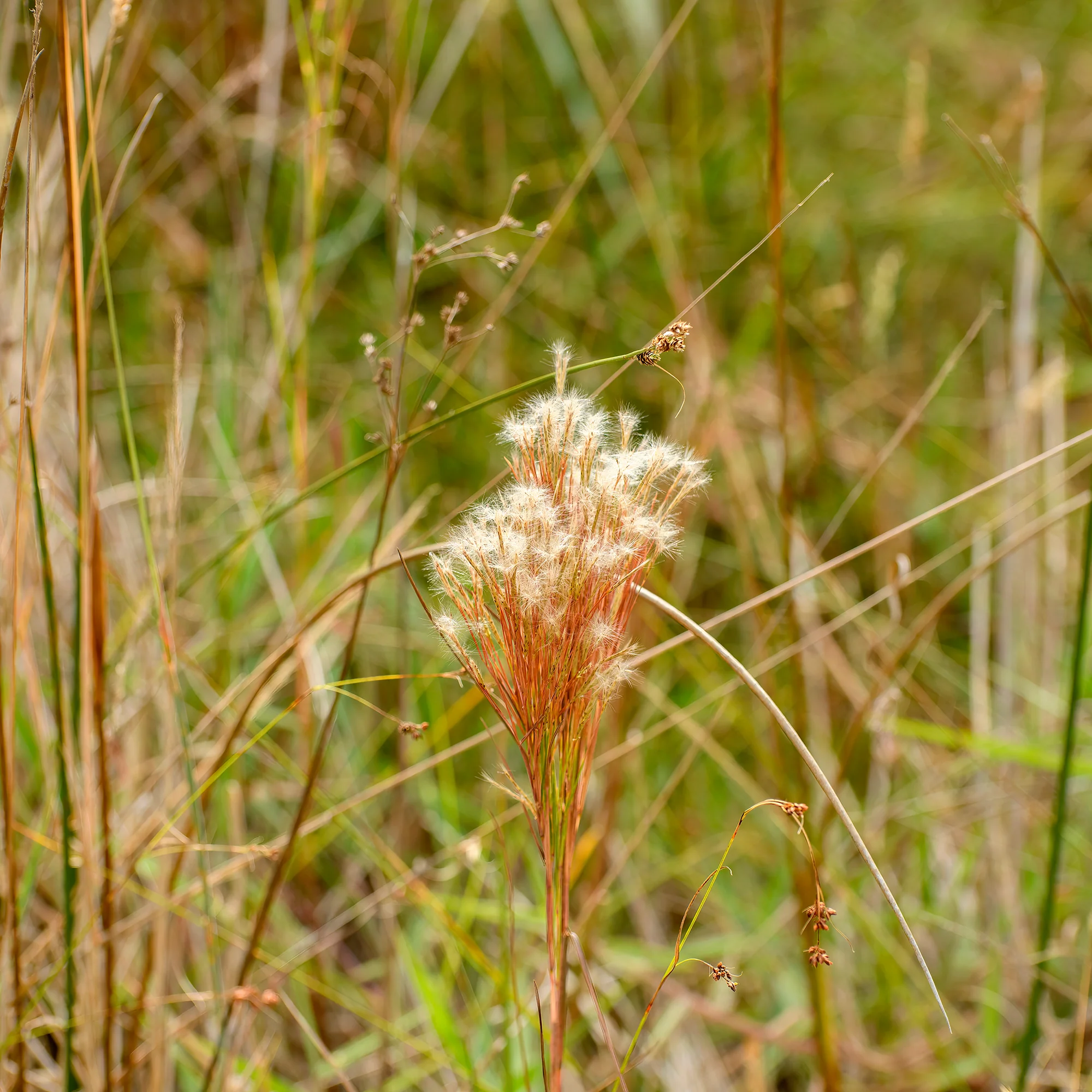 Andropogon ternarius - Image 4