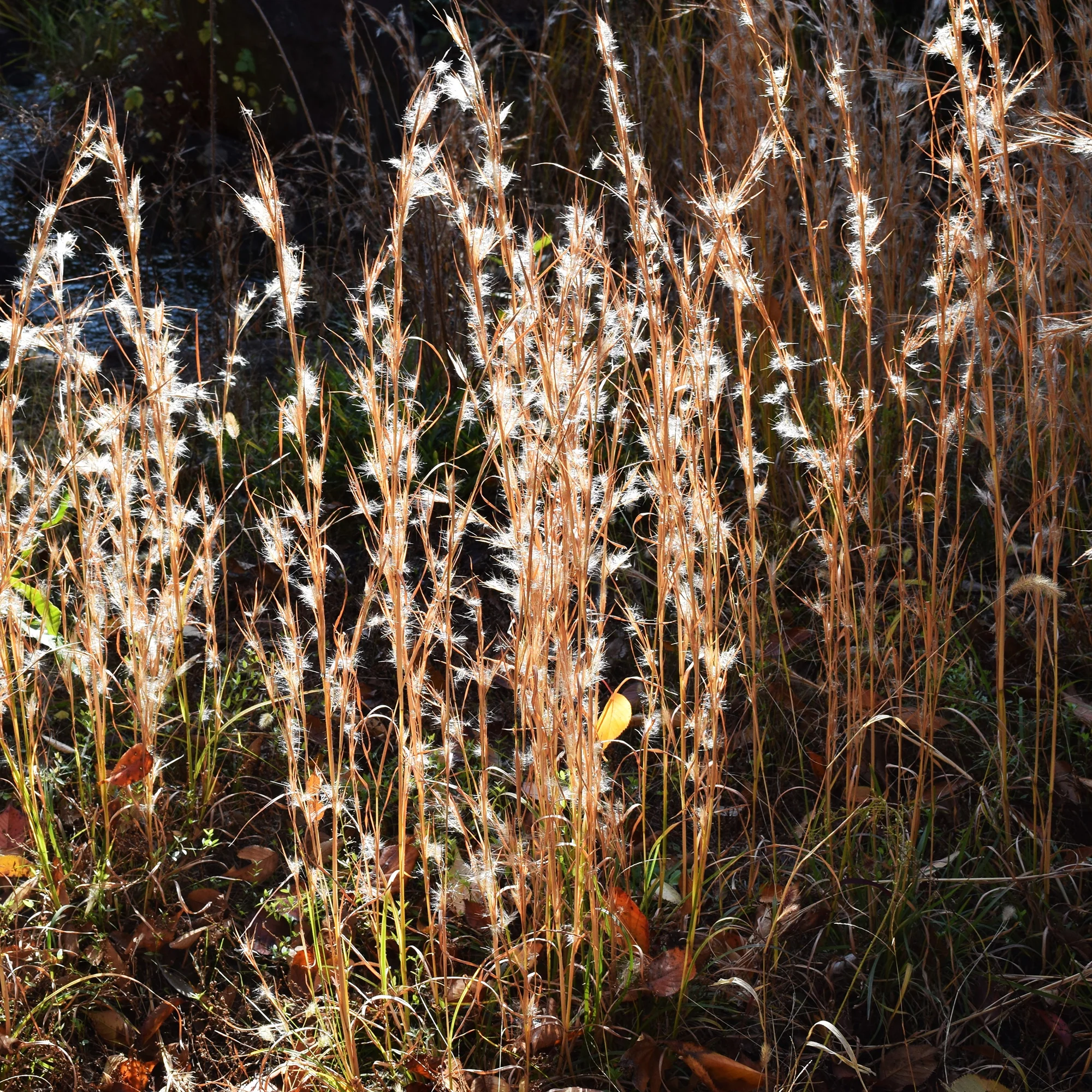 Andropogon ternarius - Image 5