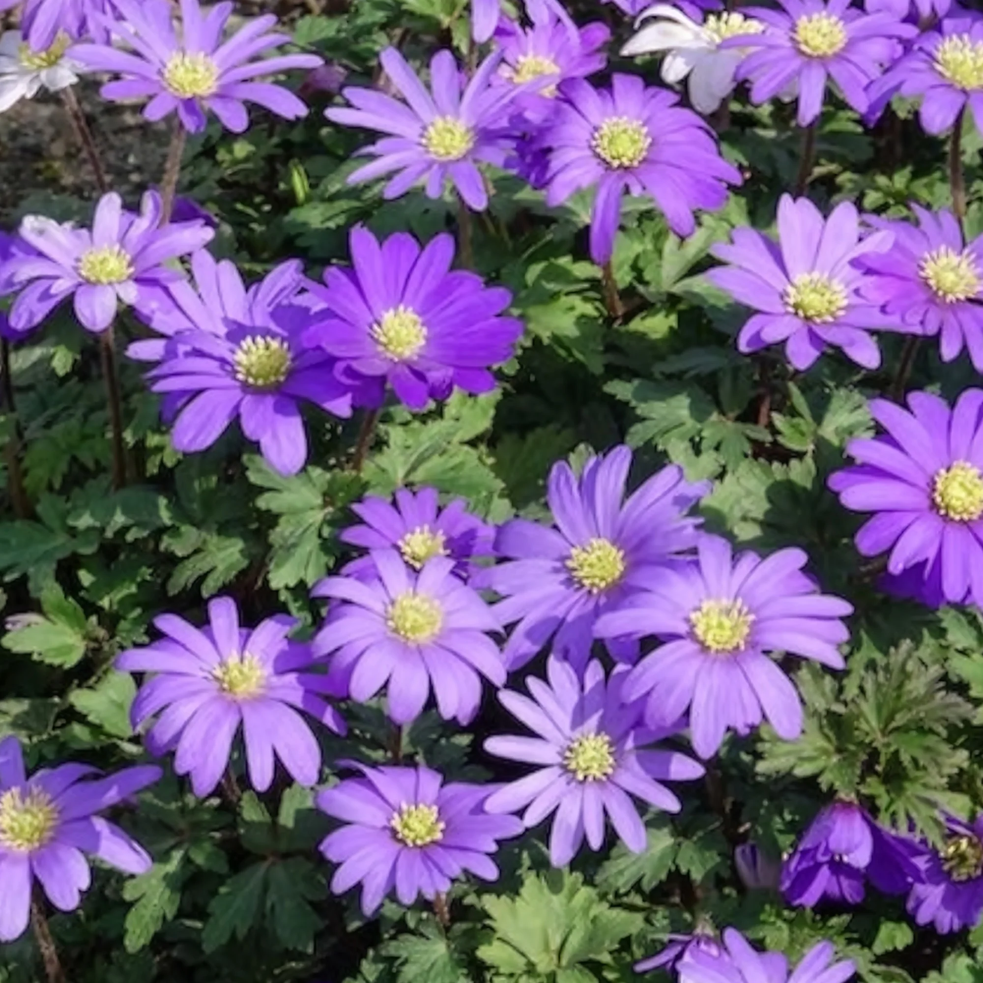 Anemone Blanda Blauw (x30) - Image 5