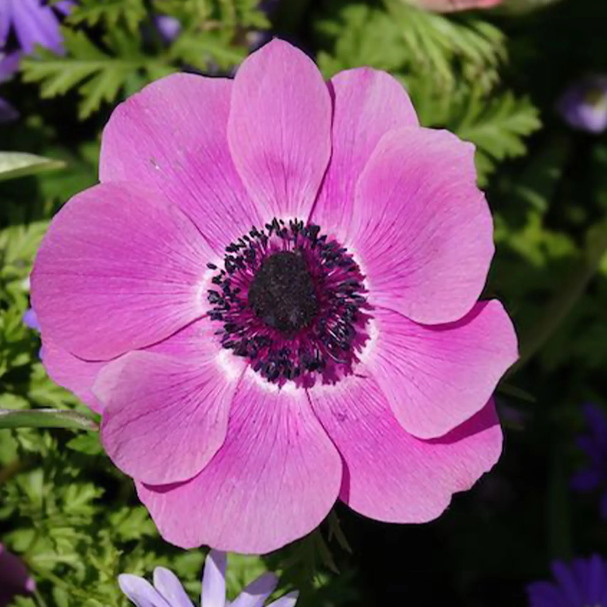 Anemonen coronaria roze - Image 5