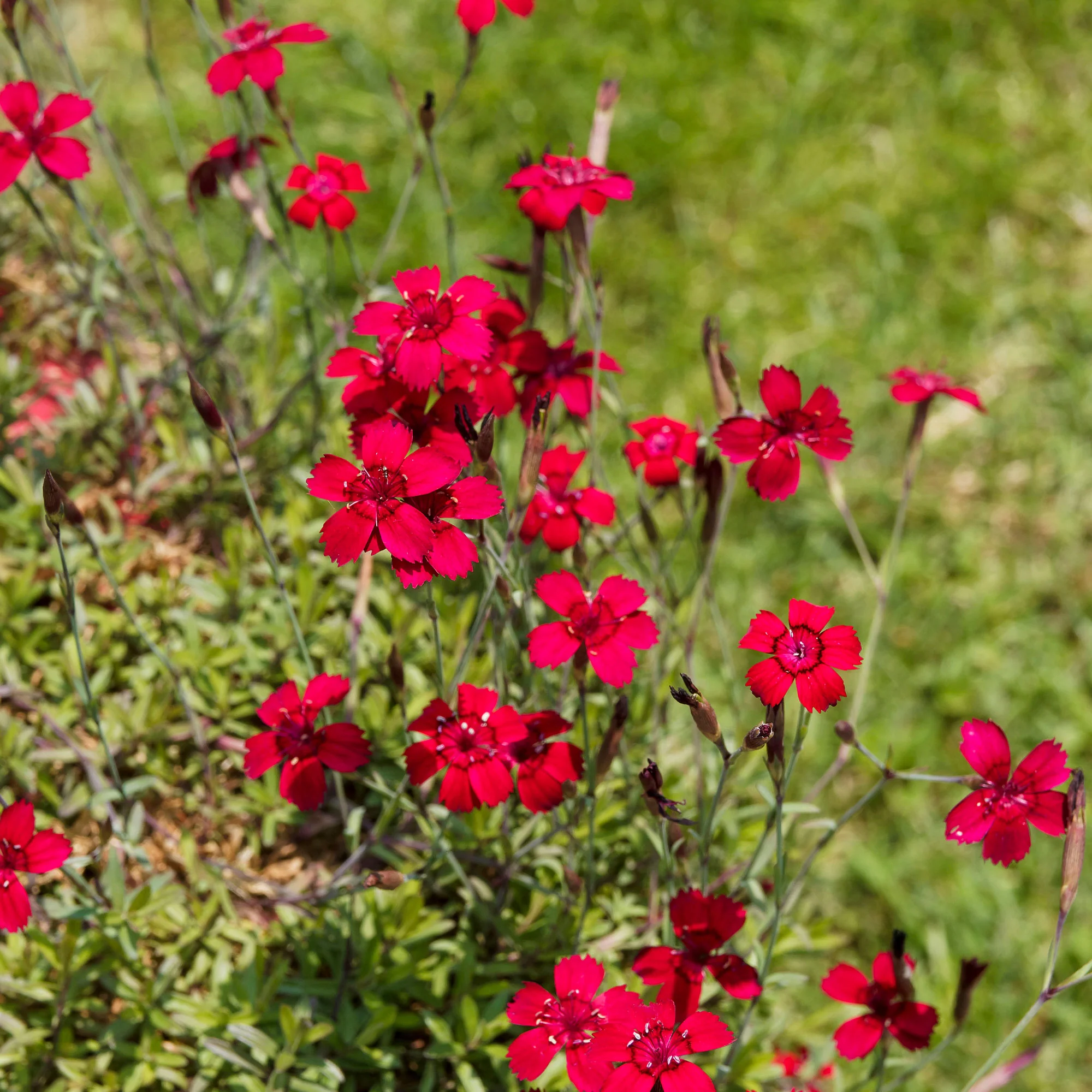 Miniatuur 2