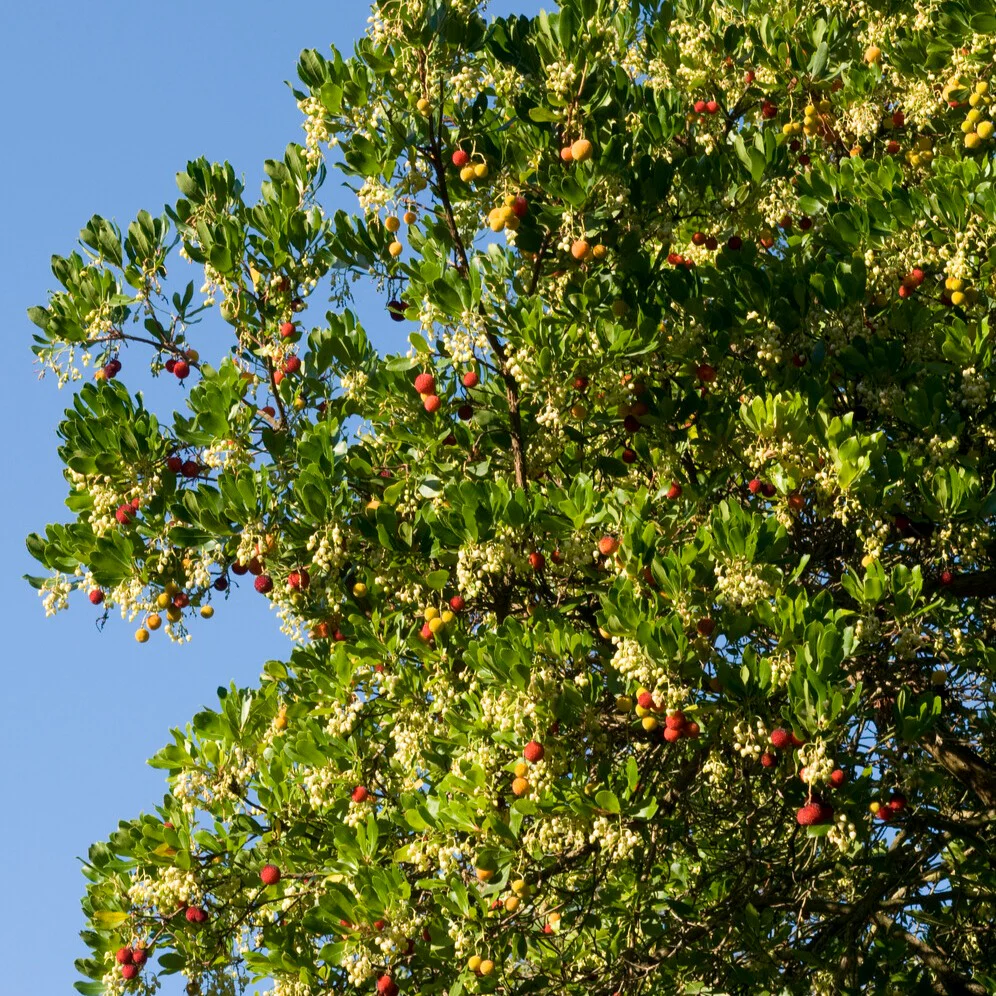 Aardbeienboom