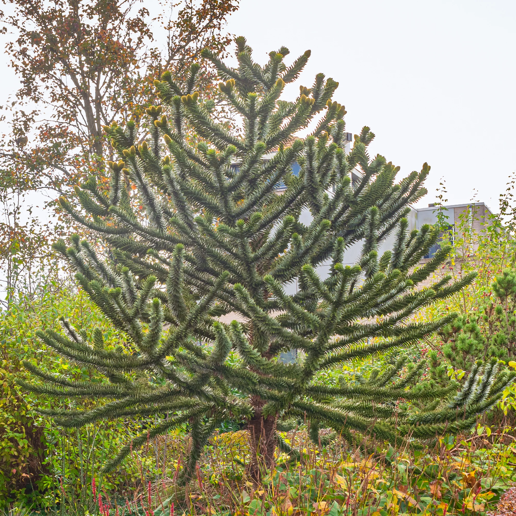 Apenboom
