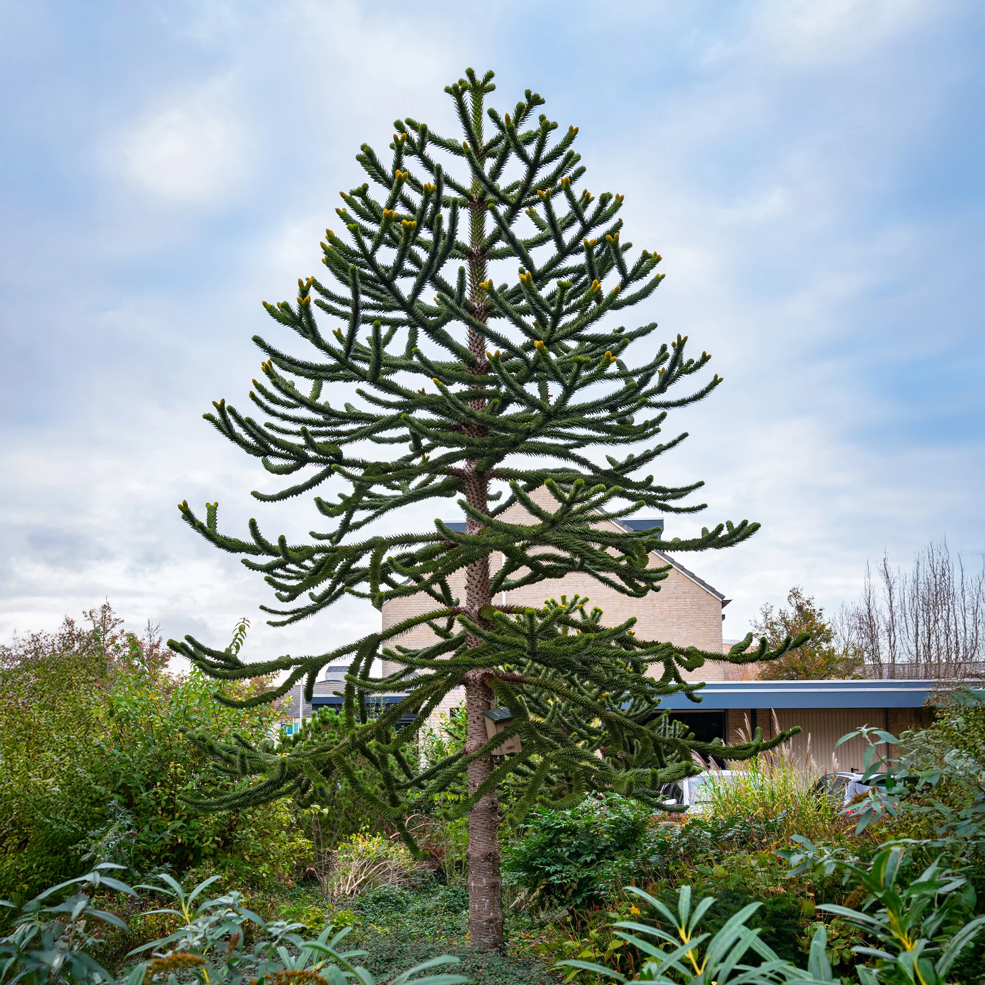 Apenboom - Image 2
