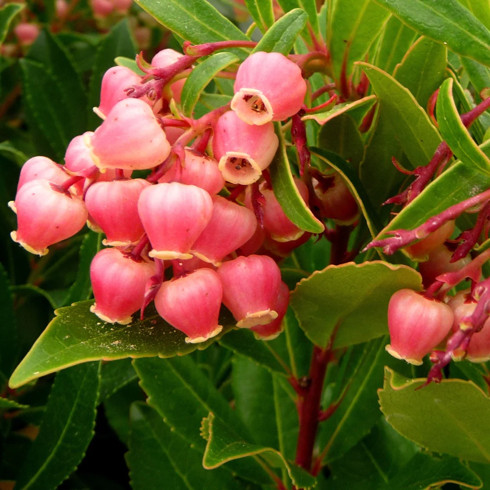 Aardbeienboom 'Compacta' - Image 2