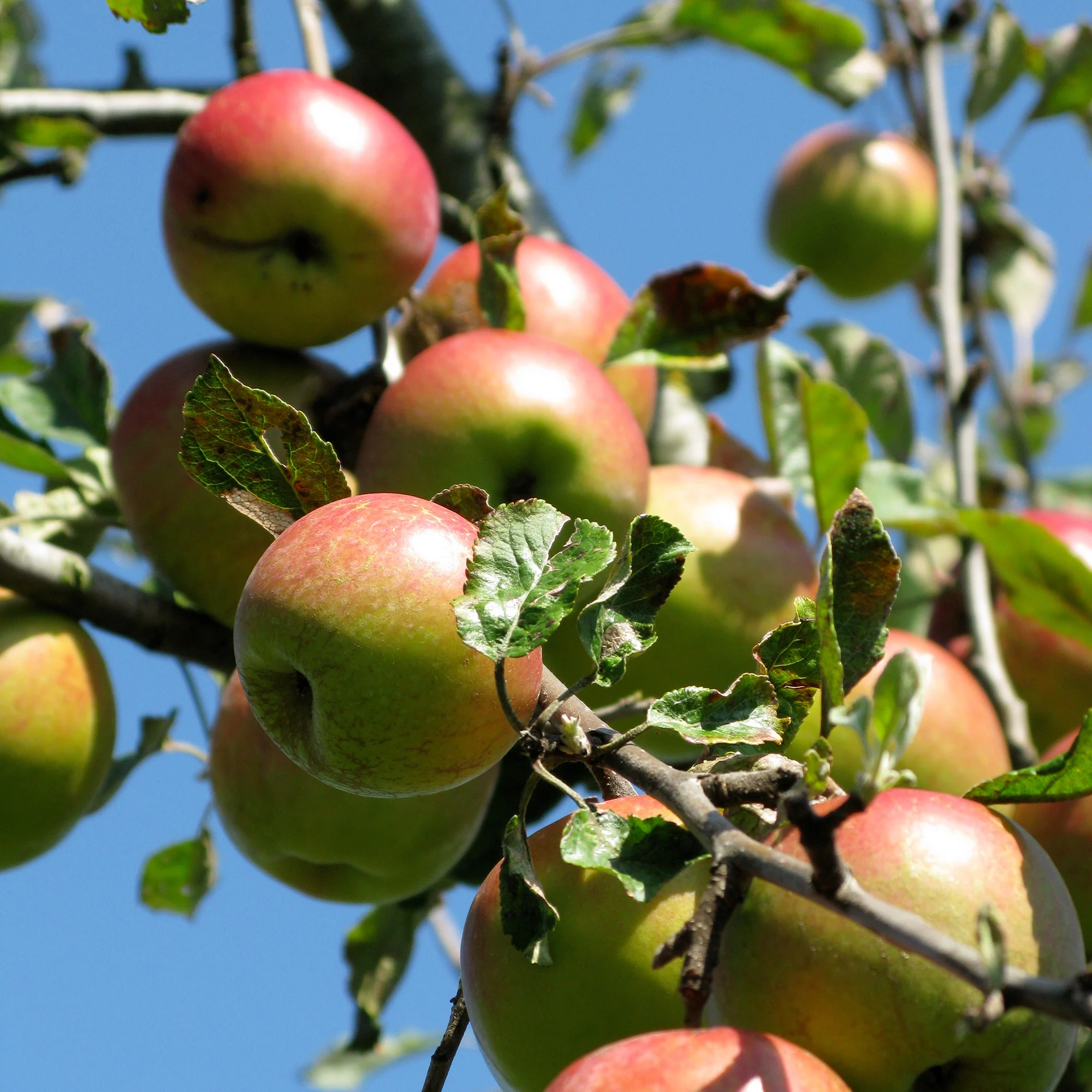Appelboom Braeburn - Image 3