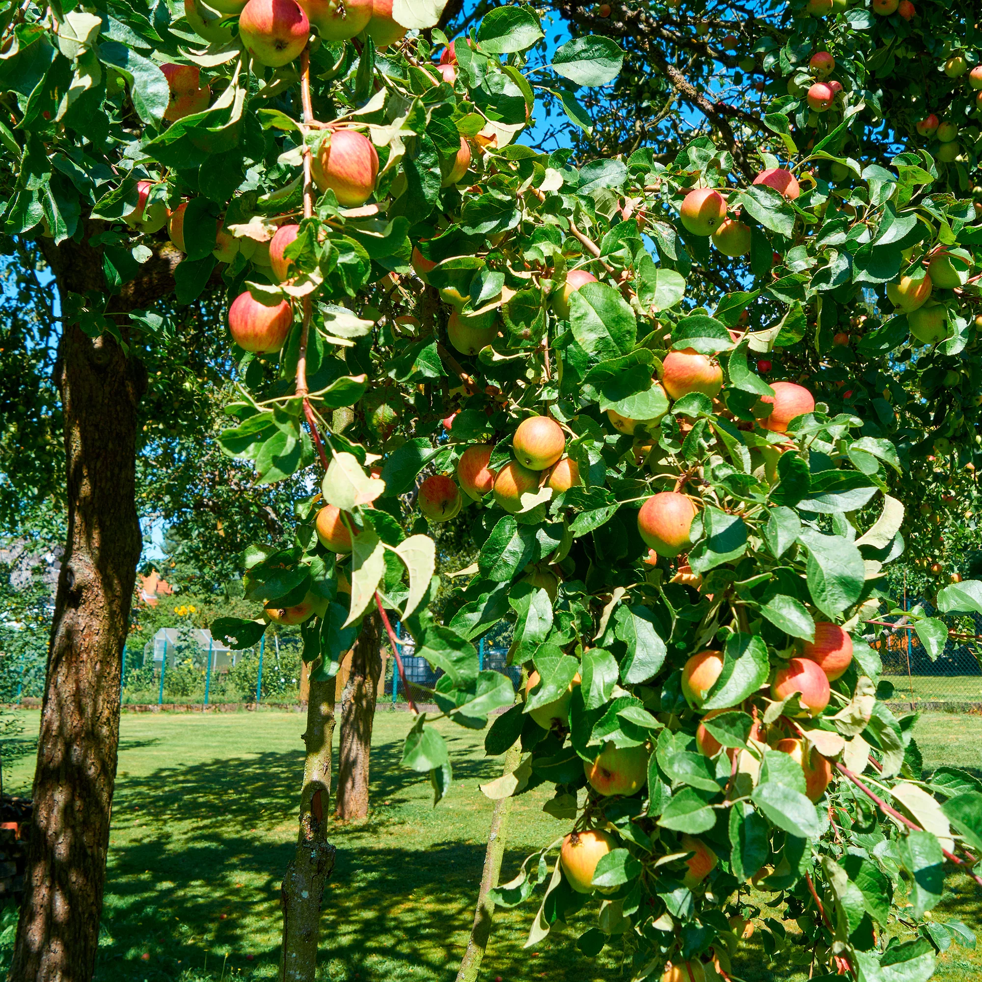 Appelboom Braeburn - Image 4
