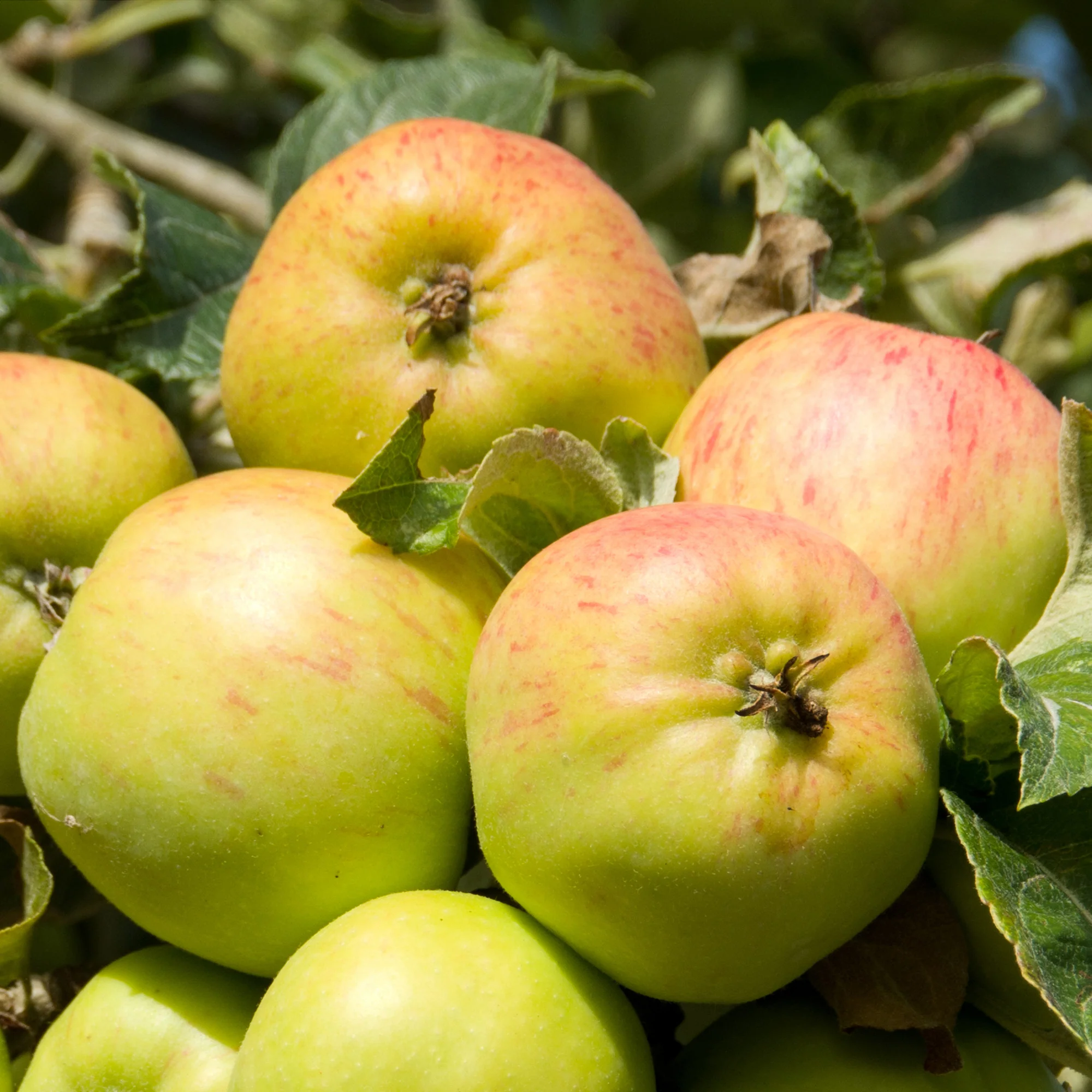 Appelboom Bramleys Seedling