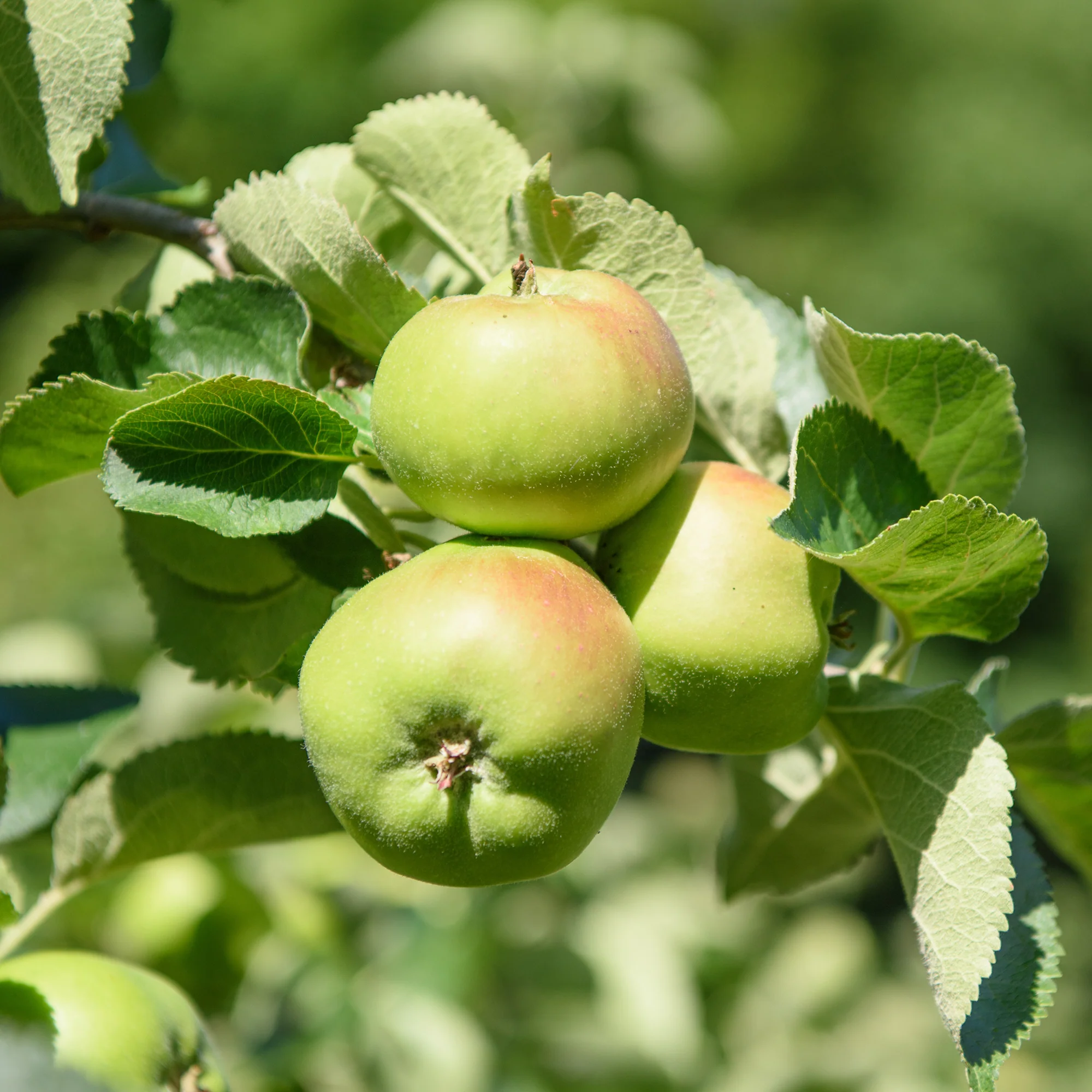 Appelboom Bramleys Seedling - Image 2