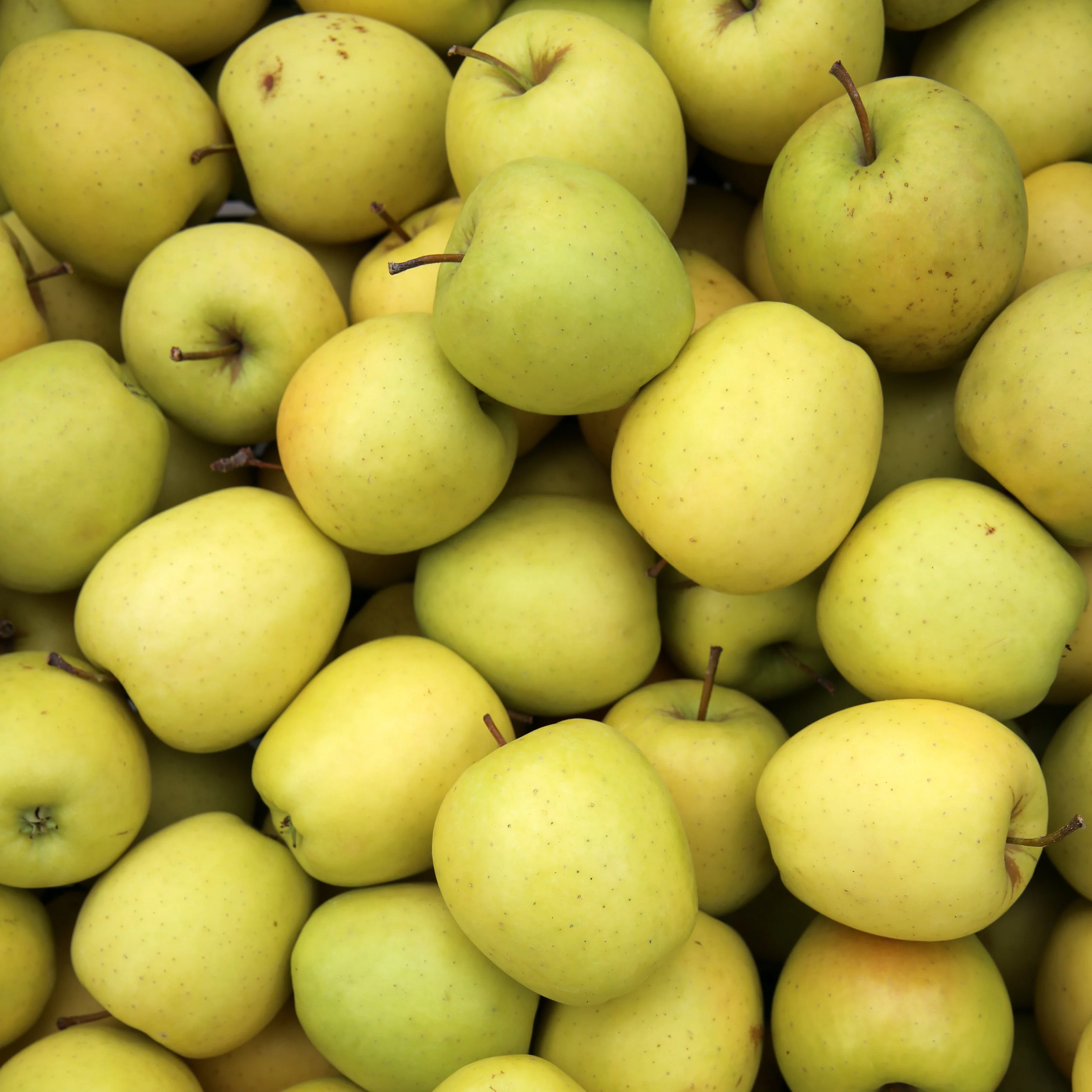 Appelboom 'Golden Delicious' - Image 2