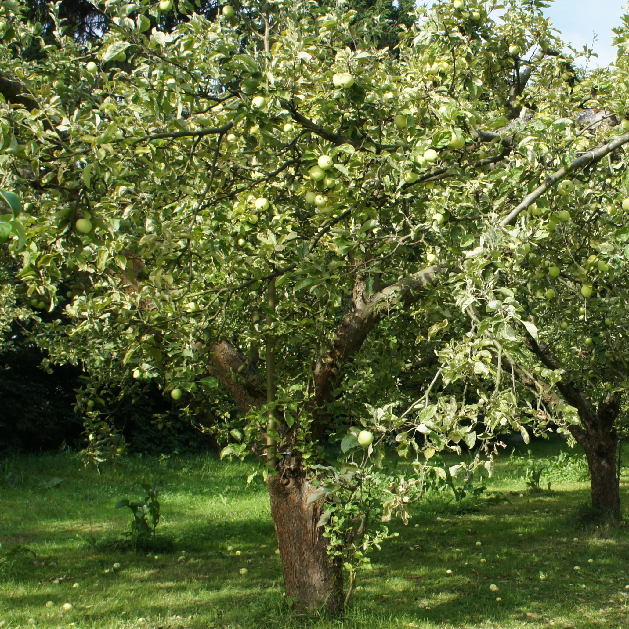 Miniatuur 2