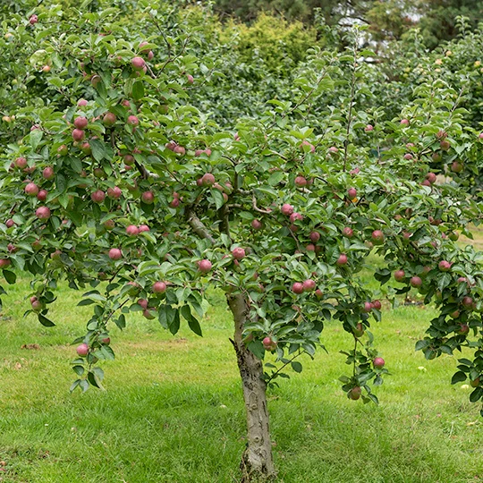 Appelboom 'Melrose'