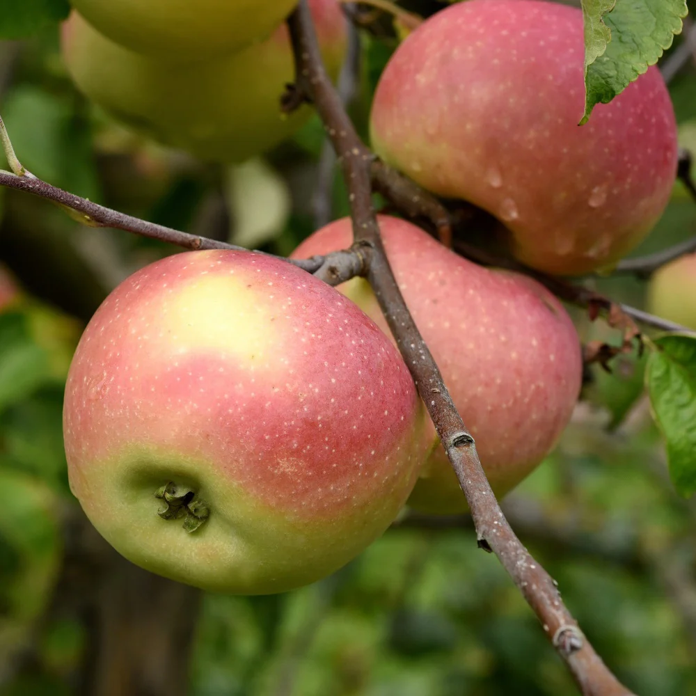 Appelboom 'Melrose' - Image 2