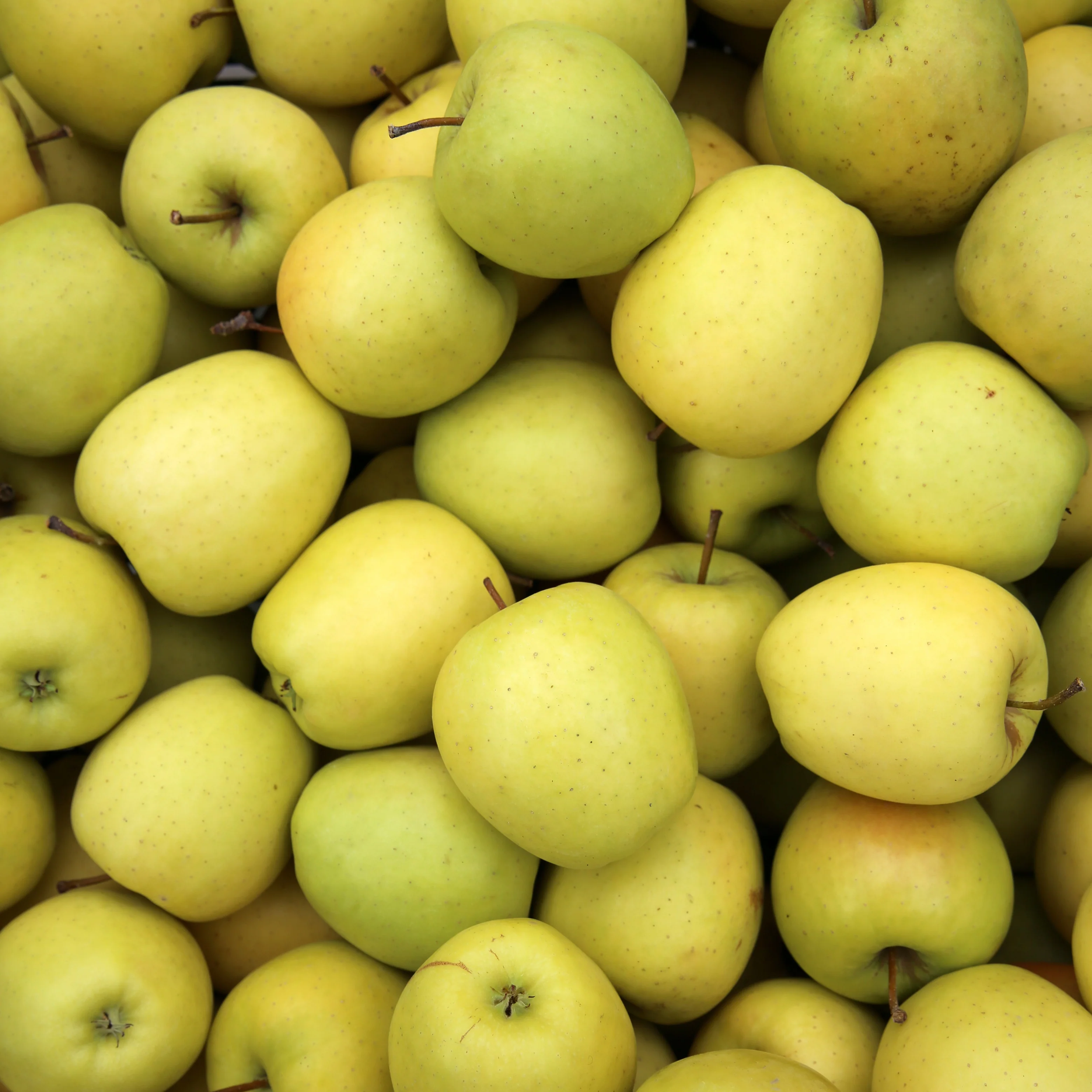 Appelboom Mix - 'Reine de reinettes', 'Gala', 'Golden Delicious' - Image 3